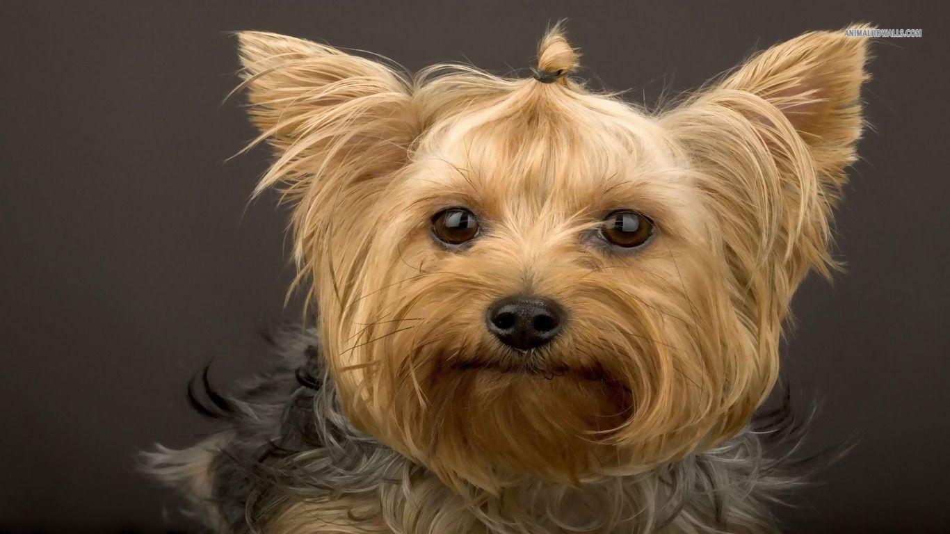 1370x770 Yorkshire Terrier Wallpaper HD Download, Desktop