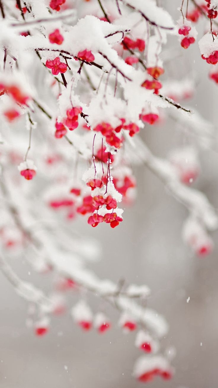 740x1310 Winter Snowy Pure Icy Fruit Branch iPhone 6 Wallpaper Download. iPhone Wallpaper, iPad wallpaper One-. iPhone wallpaper winter, Winter wallpaper, Winter iphone, Phone