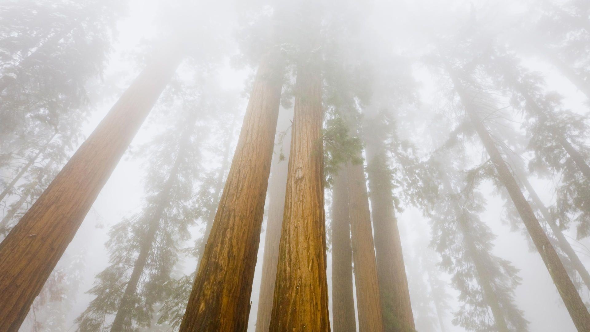 1920x1080 Nature: Foggy Sequoias, Sequoia National Park, California, desktop, Desktop