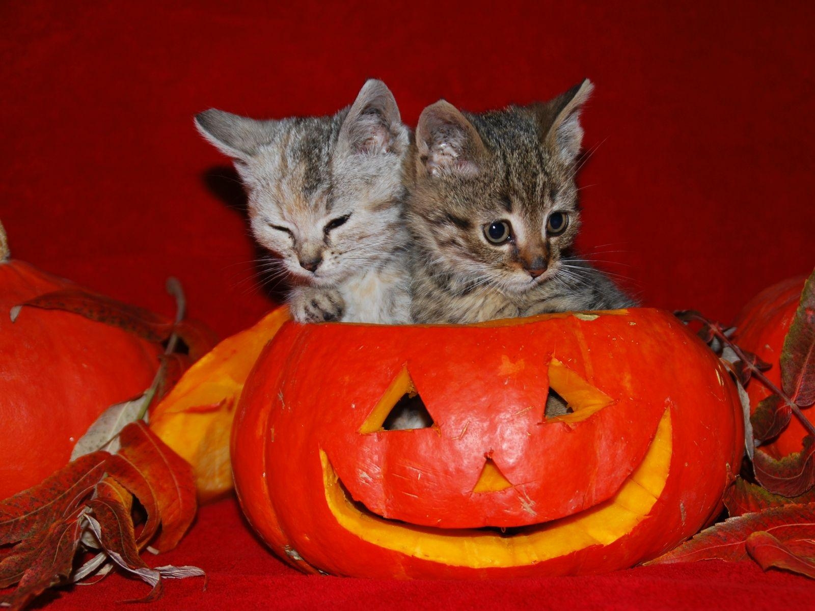 1600x1200 Cute Halloween Cats Wallpaper, Desktop