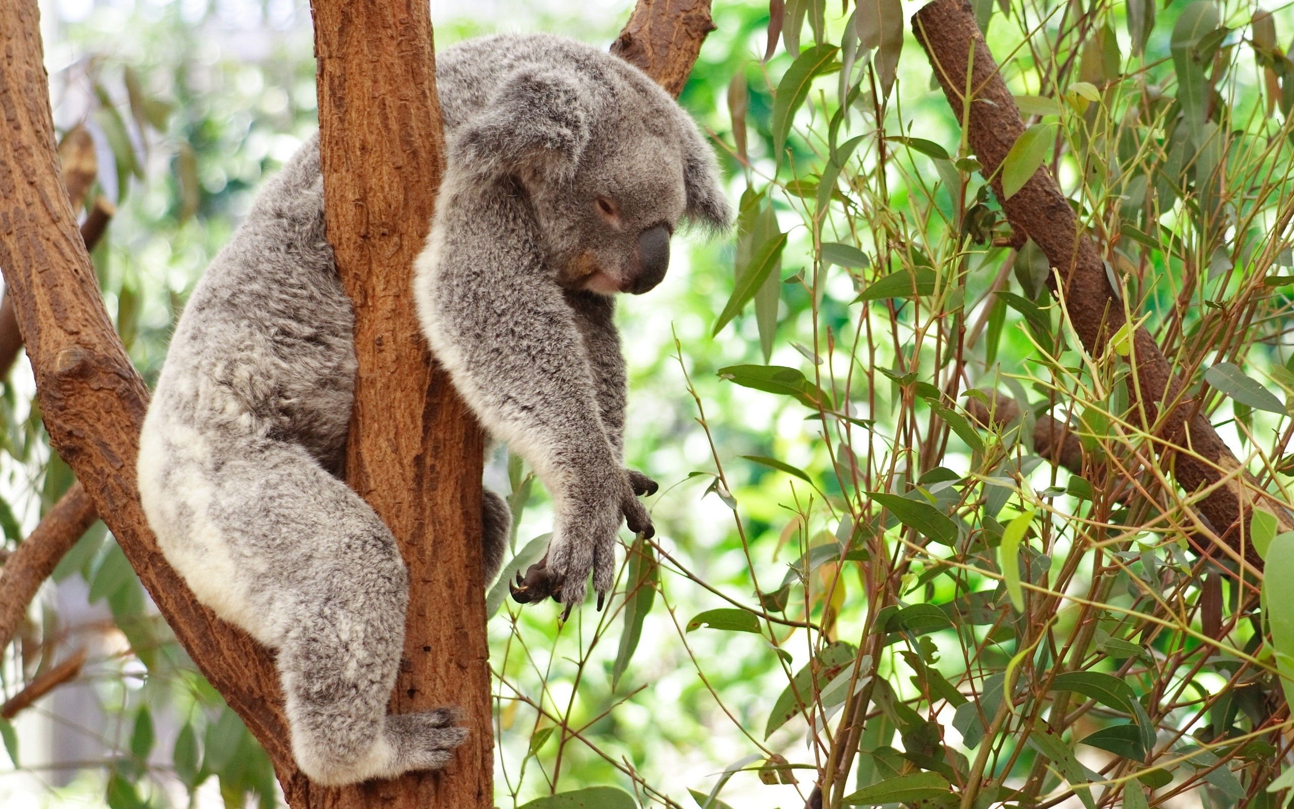 2560x1600 Baby Koala Wallpaper, Desktop