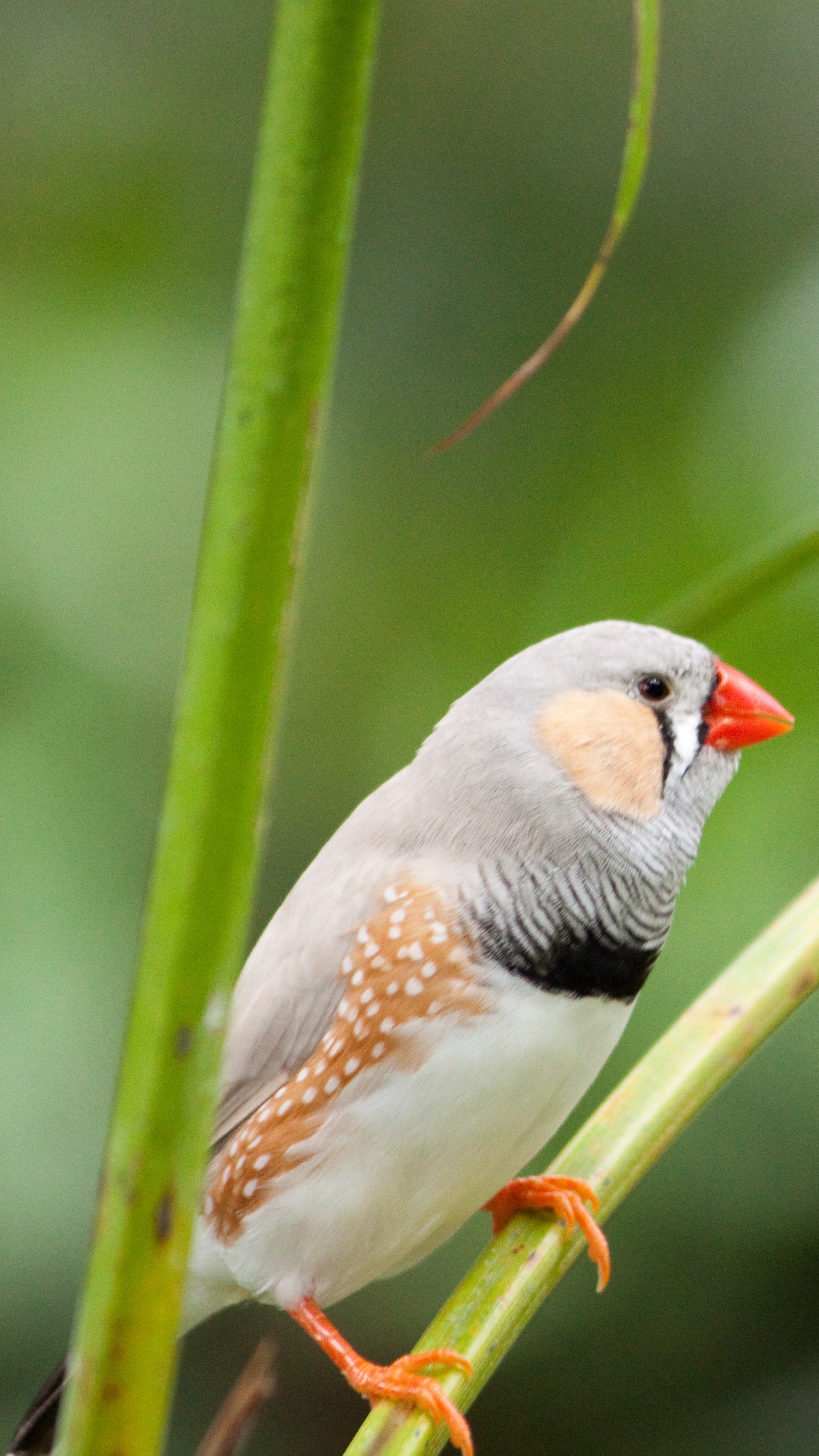 2160x3840 Wallpaper zebra finch, bird, 4k, Animals, Phone