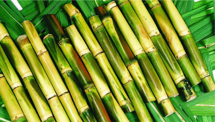 910x520 MARKETING SYSTEM OF SUGARCANE, Desktop