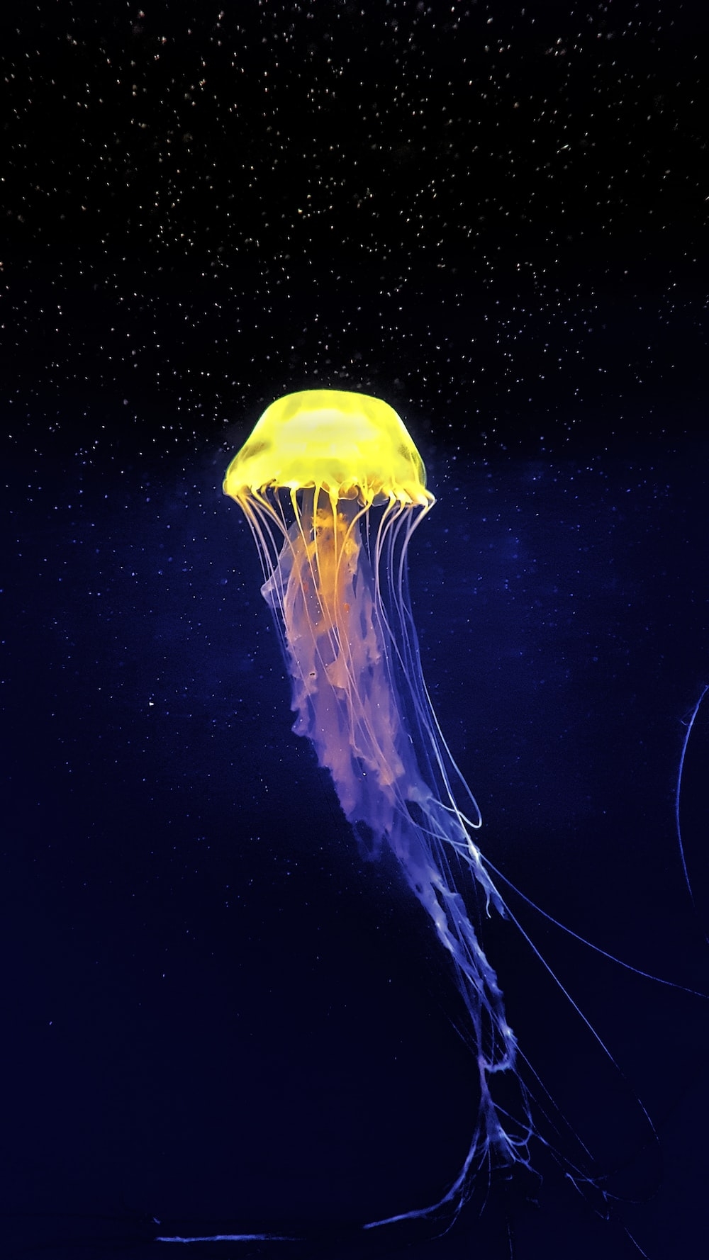 1000x1780 Jellyfish Picture [HD]. Download Free Image, Phone