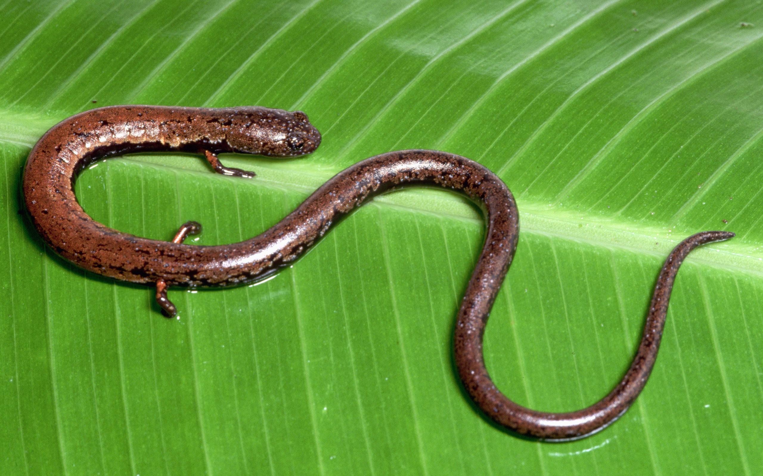 2560x1600 Salamander wallpaper HD for desktop background, Desktop