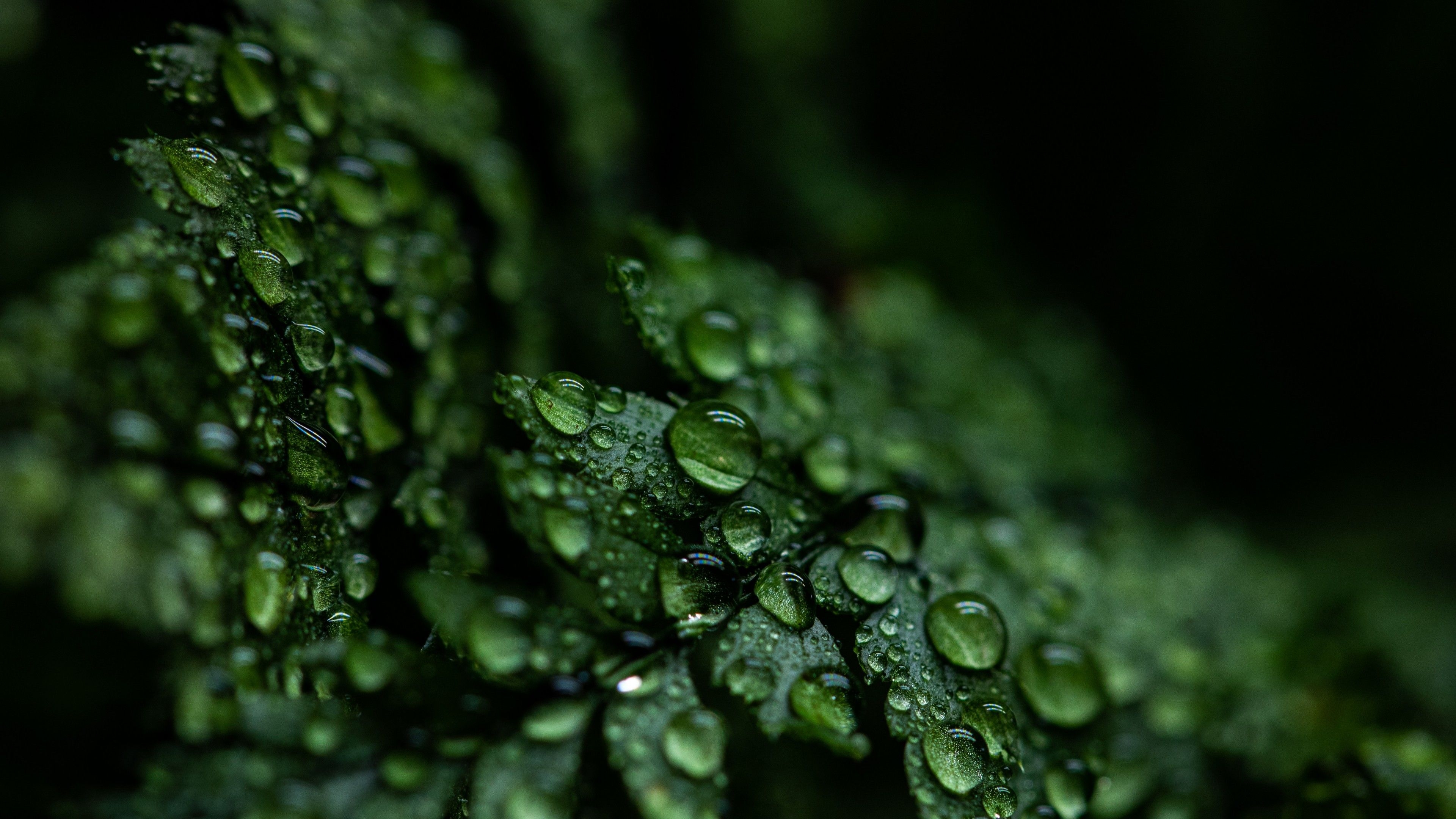 3840x2160 Leaves Wallpaper 4K, Rain drops, Dark, Plant, Nature, Desktop