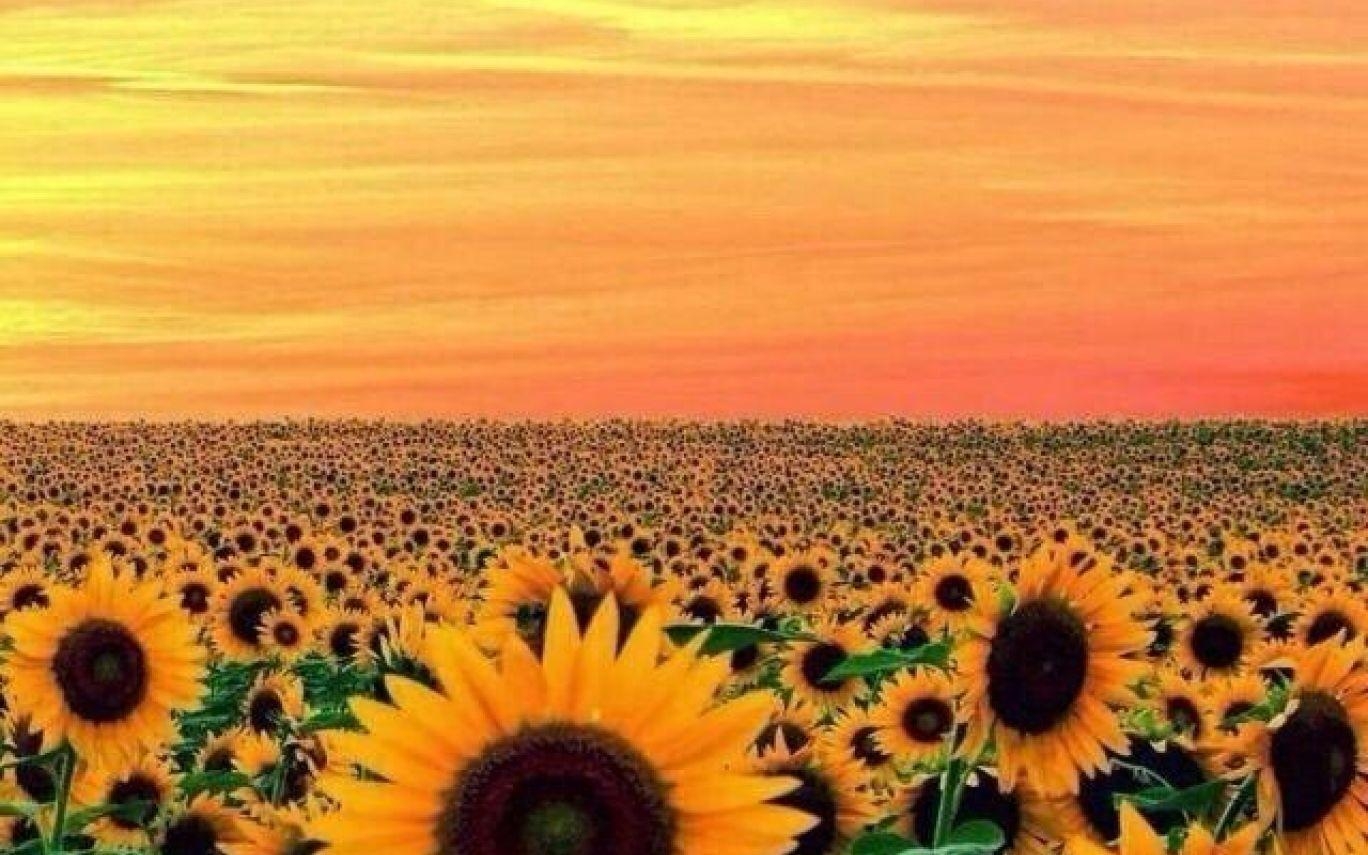 1370x860 Wallpaper Sunflower Yellow Tumblr Aesthetic Picture2, Desktop