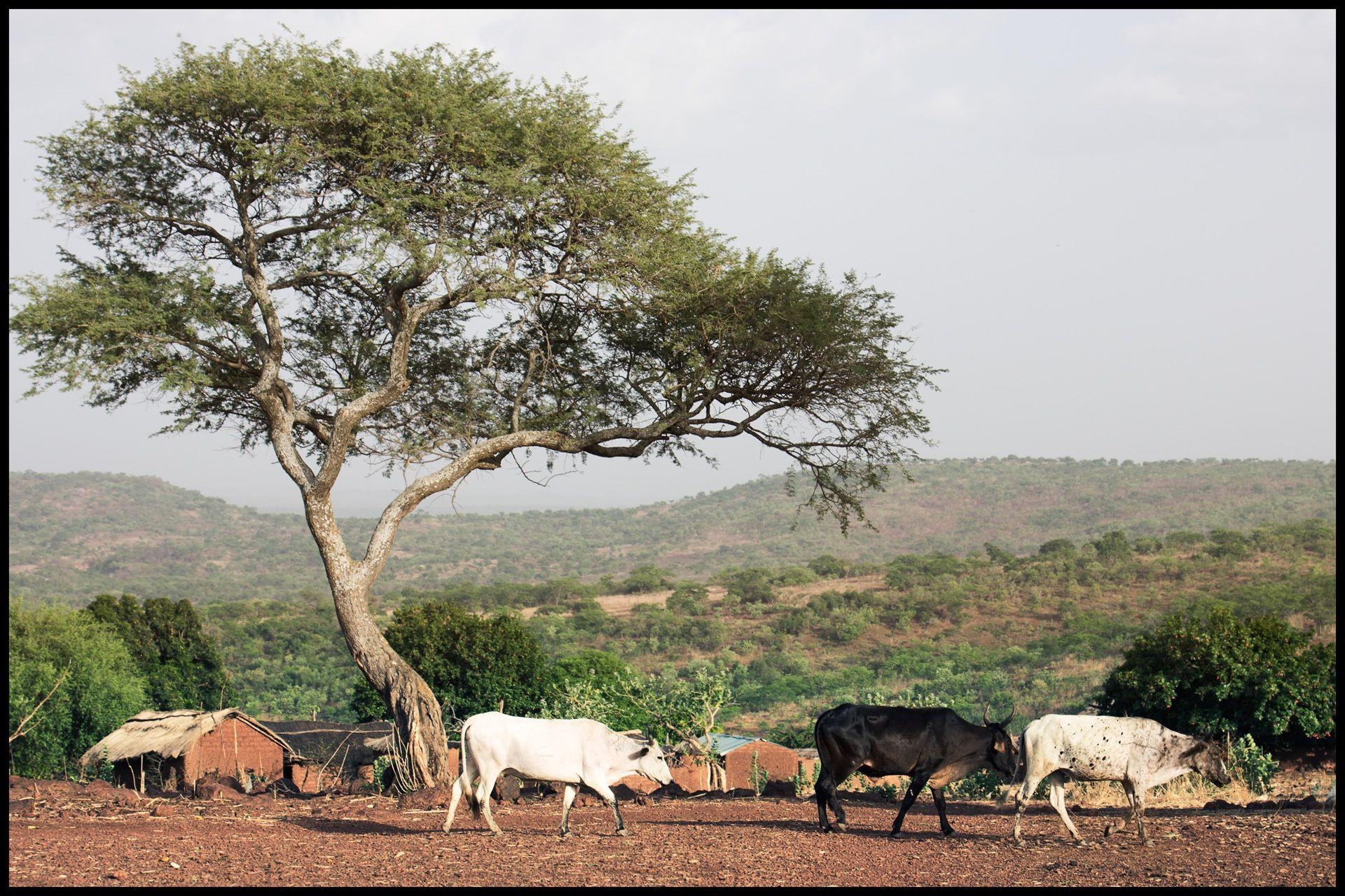 1920x1280 HD cows in burkina faso Wallpaper Post has been published, Desktop