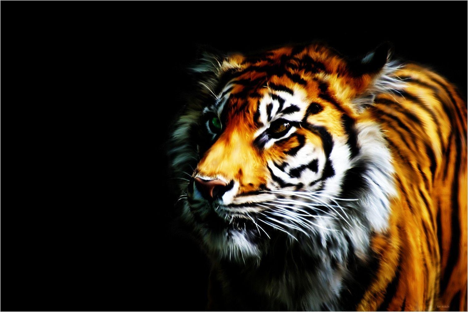 1500x1000 Tiger Wallpaper, Desktop