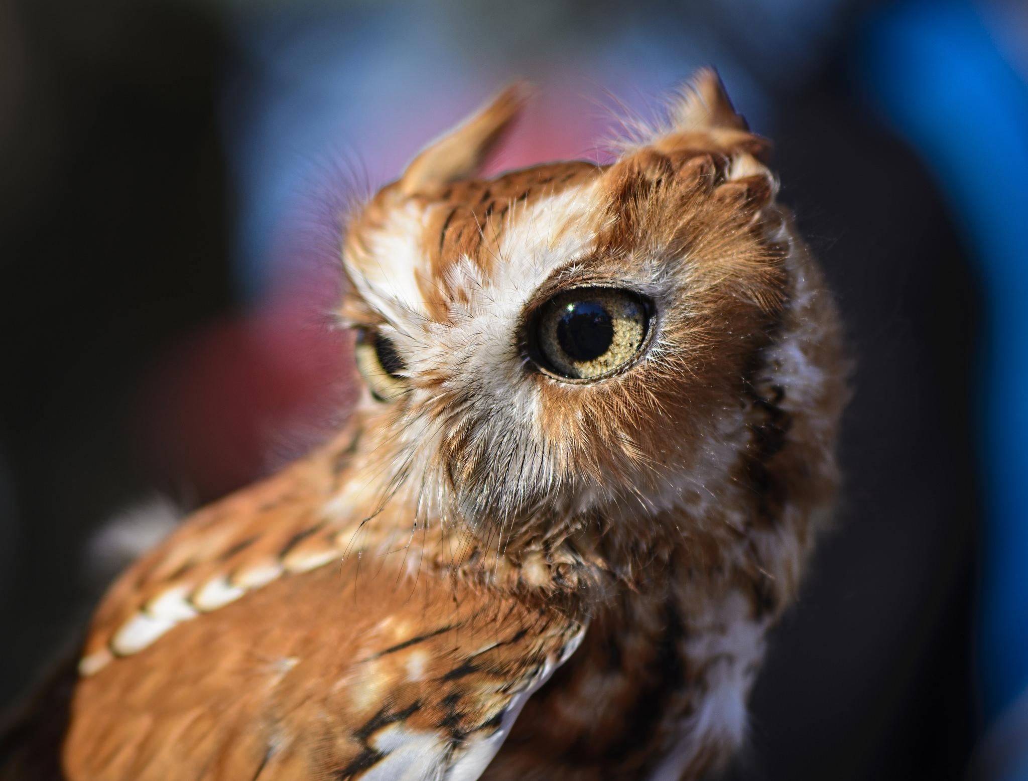 2050x1560 Download wallpaper  owl, predator, bird, eyes HD background, Desktop