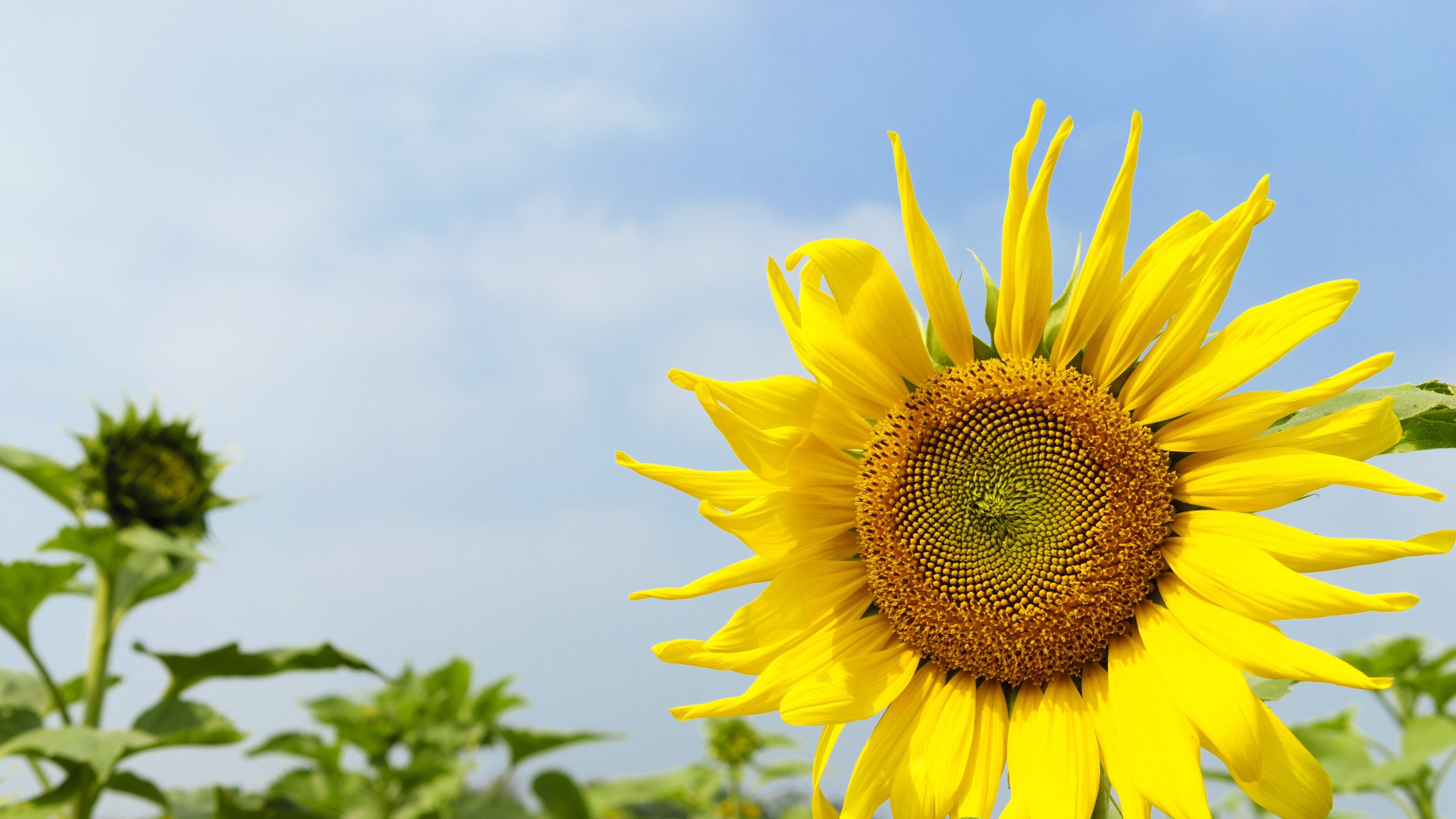 3840x2160 Sunflowers HD, Desktop