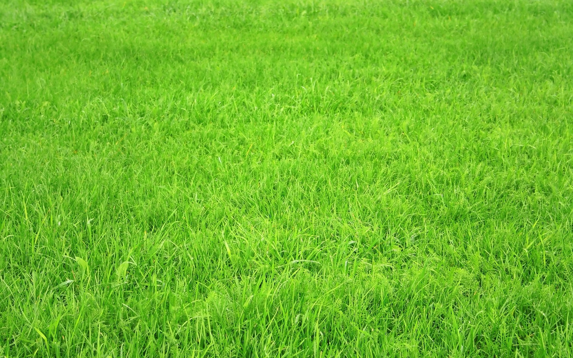 1920x1200 Texture, Grass, Green Gallery HD Wallpaper, Desktop