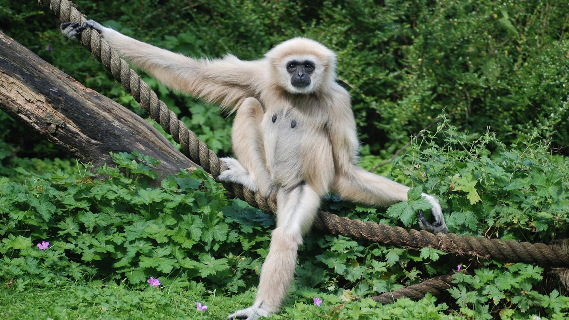 1900x1070 White Handed Gibbon, Facts, Photo Geographic Kids, Desktop