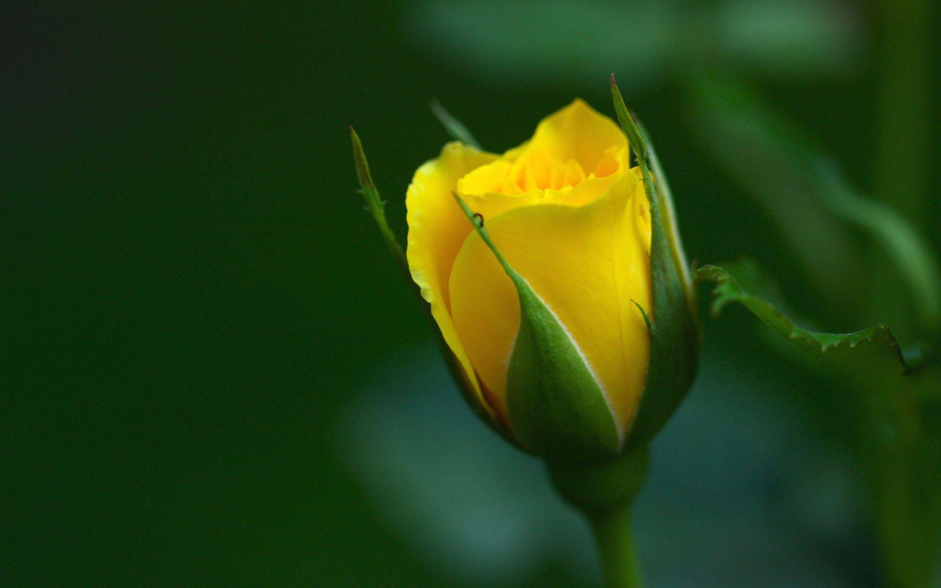 1920x1200 Yellow Rose Wallpaper Full HD, Desktop