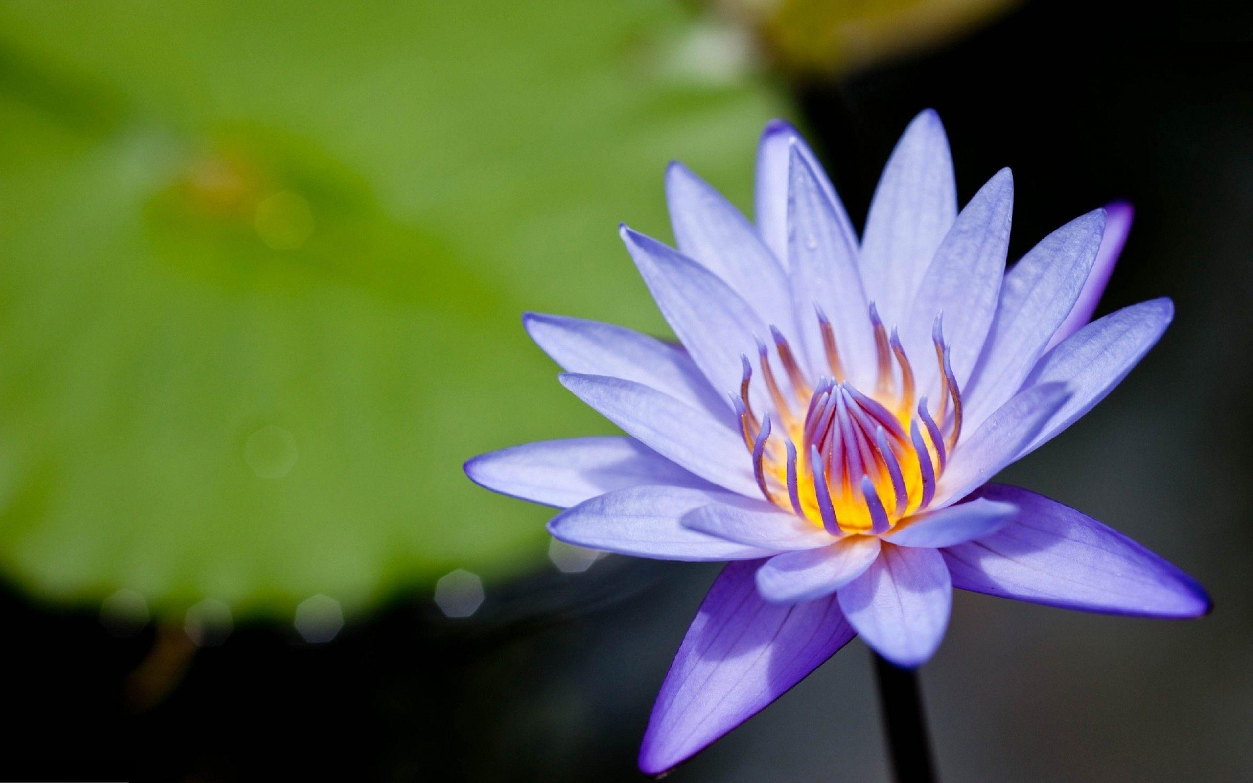 2560x1600 Amazing Purple Lotus Flower Desktop Background Download Free, Desktop