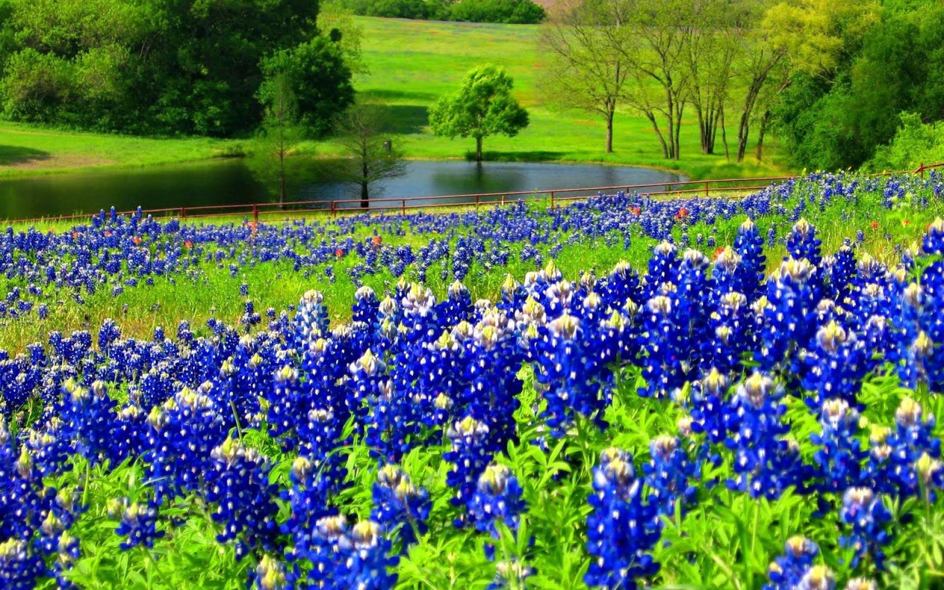 1920x1200 Picture of Bluebonnets for Wallpaper. Mykenzie, Desktop