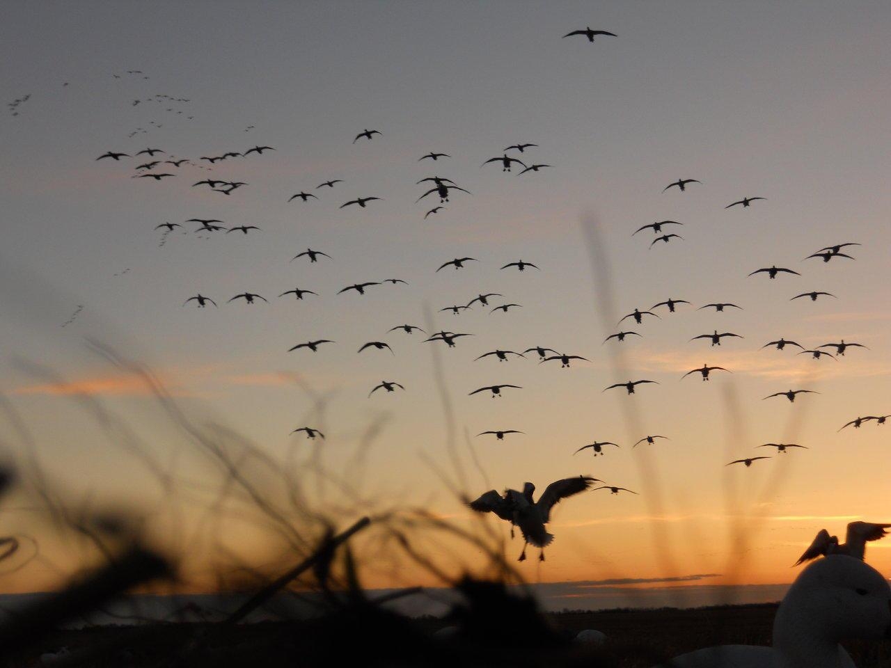 1280x960 Quill Lakes Water Fowl Outfitters Lakes Waterfowl Hunting, Desktop