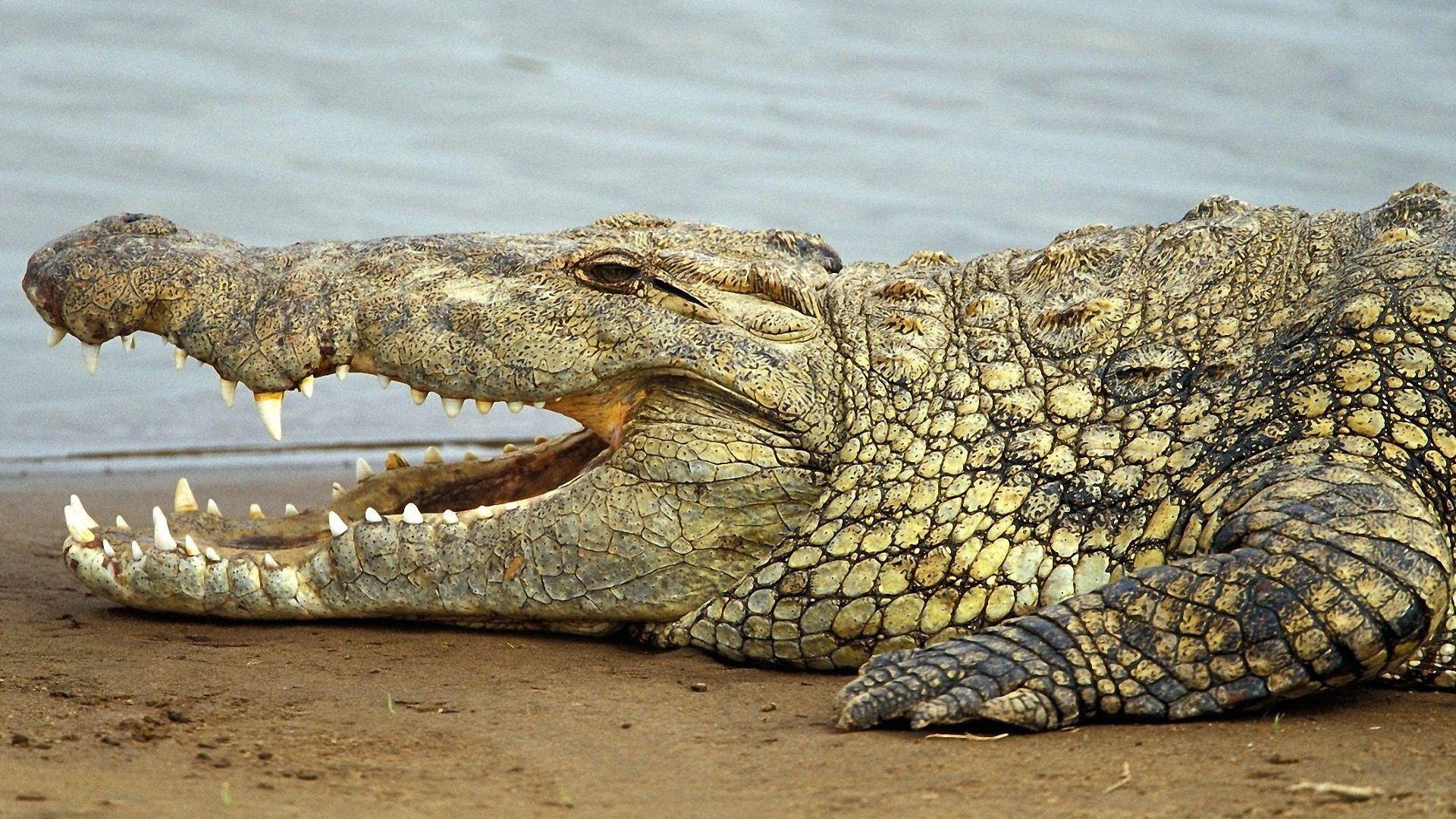 1920x1080 Recent Crocodile Picture. UWD48 High Resolution Wallpaper, Desktop