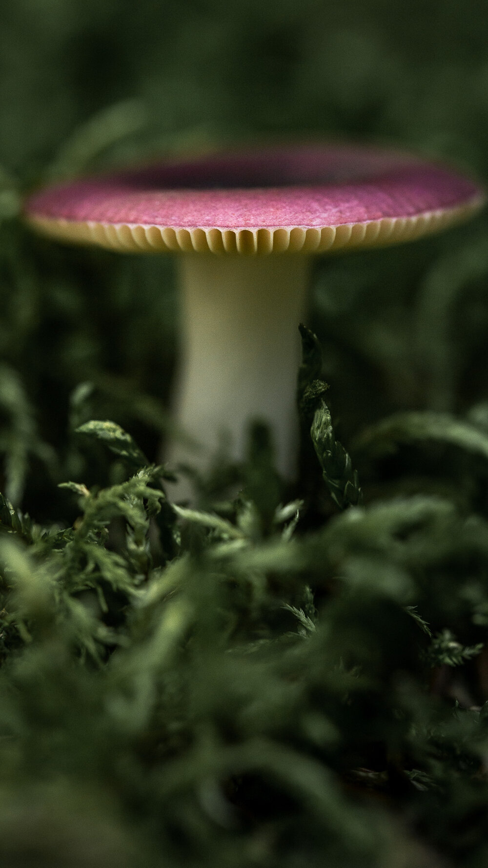 1000x1780 Mason Unrau Market. Mushroom Mobile Wallpaper, Phone