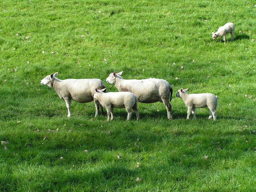 1030x770 Free Sheep Wallpaper download, Desktop