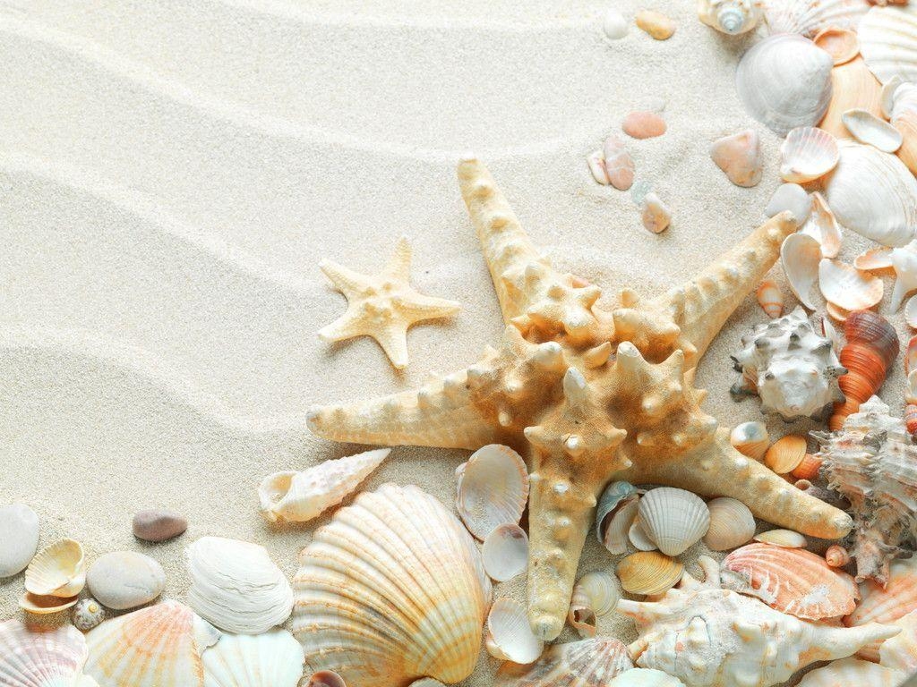 1030x770 Starfish Desktop HD Wallpaper Wallpaper Inn, Desktop