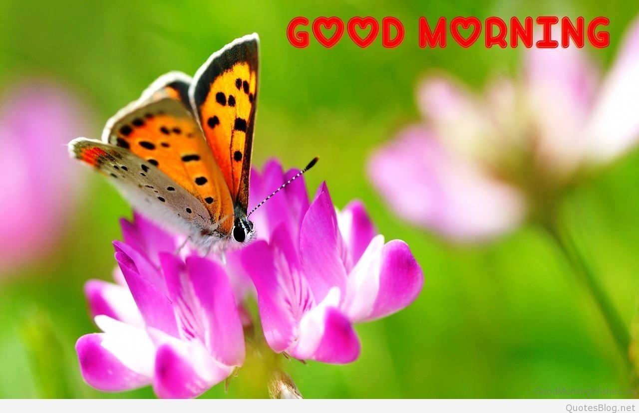 1280x830 Good Morning Butterfly Image, Desktop