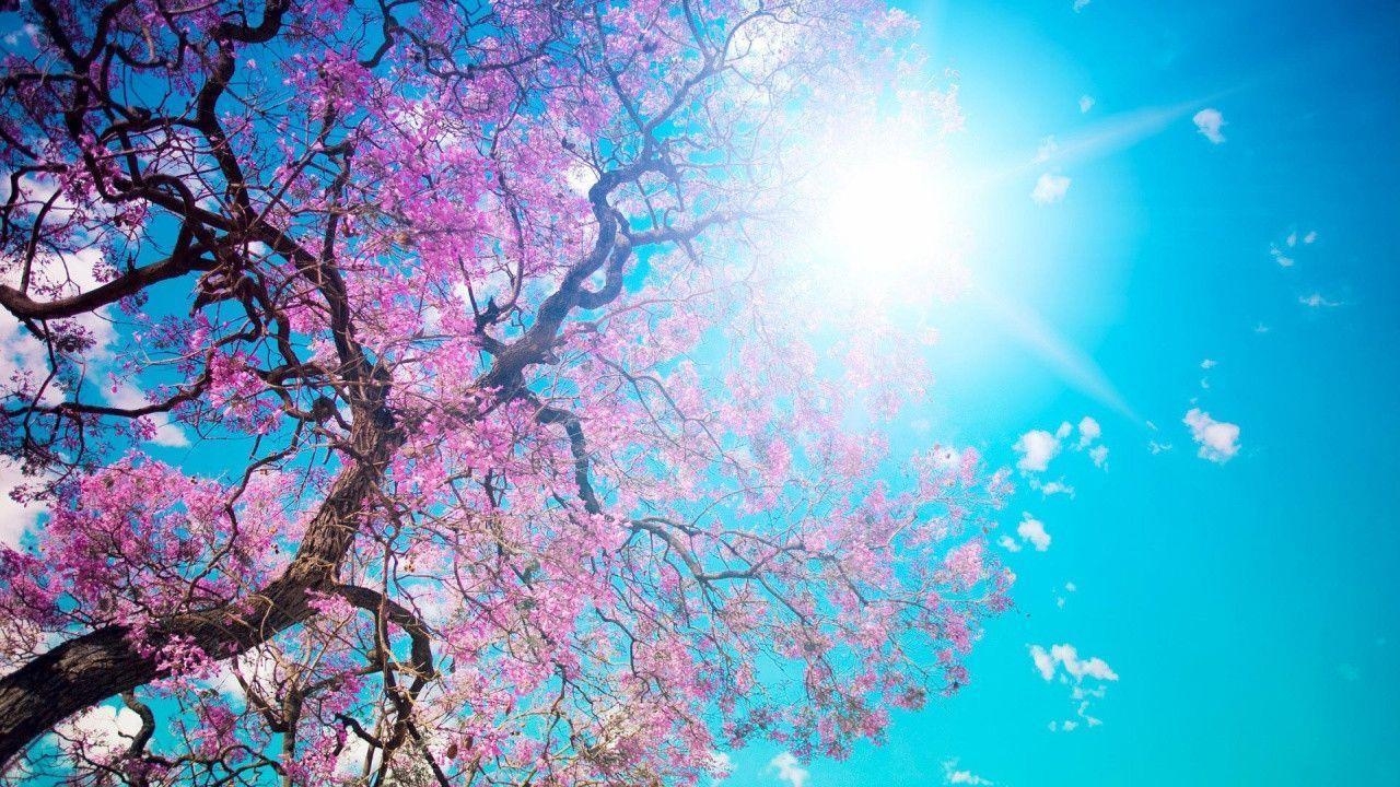 1280x720 Trends For > Spring Nature Wallpaper, Desktop