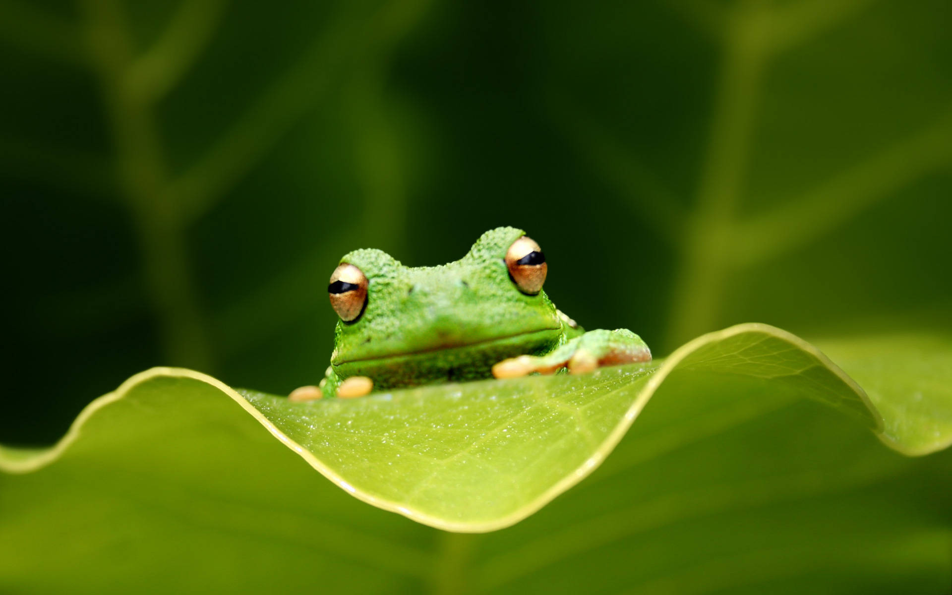 1920x1200 Download Kawaii Frog Climbing A Green Leaf Wallpaper, Desktop