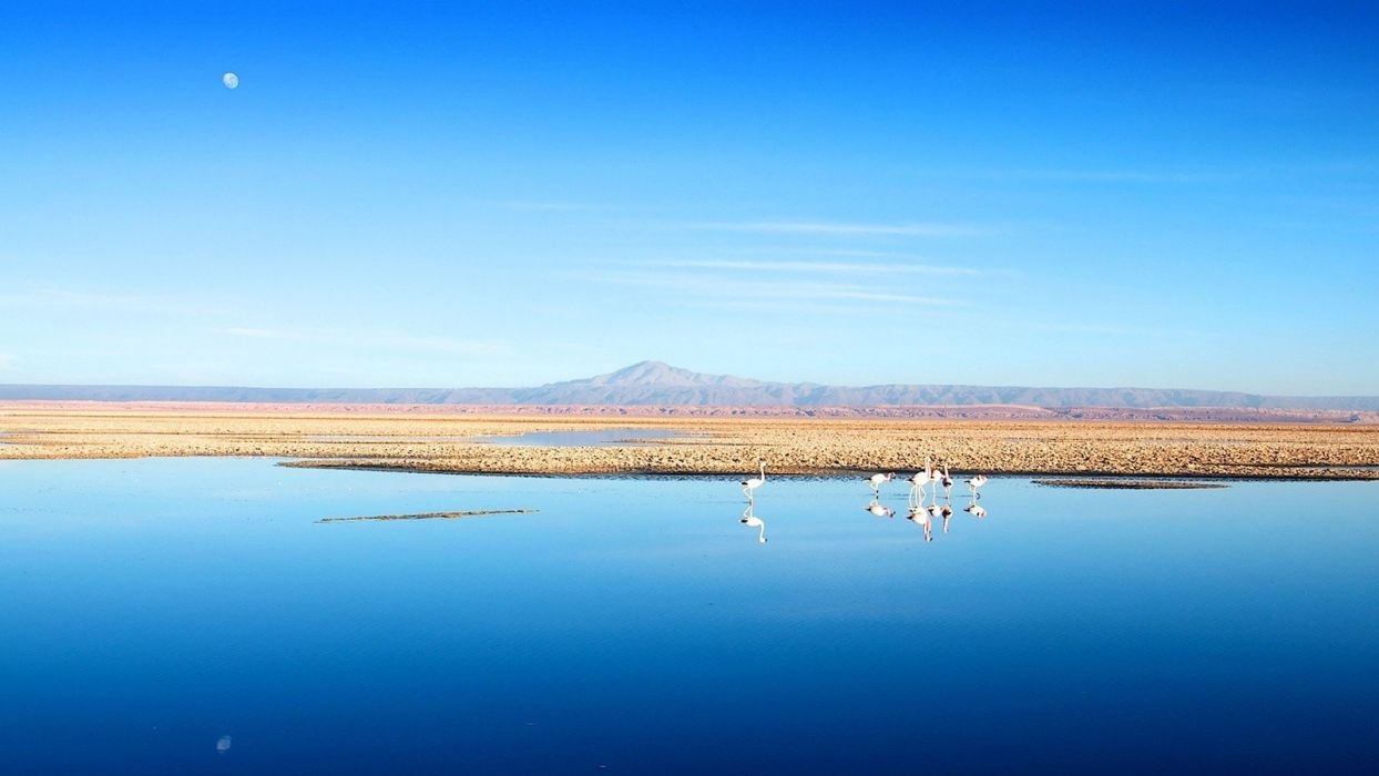 1250x700 Water Chile blue mountains landscapes nature birds calm flamingos, Desktop