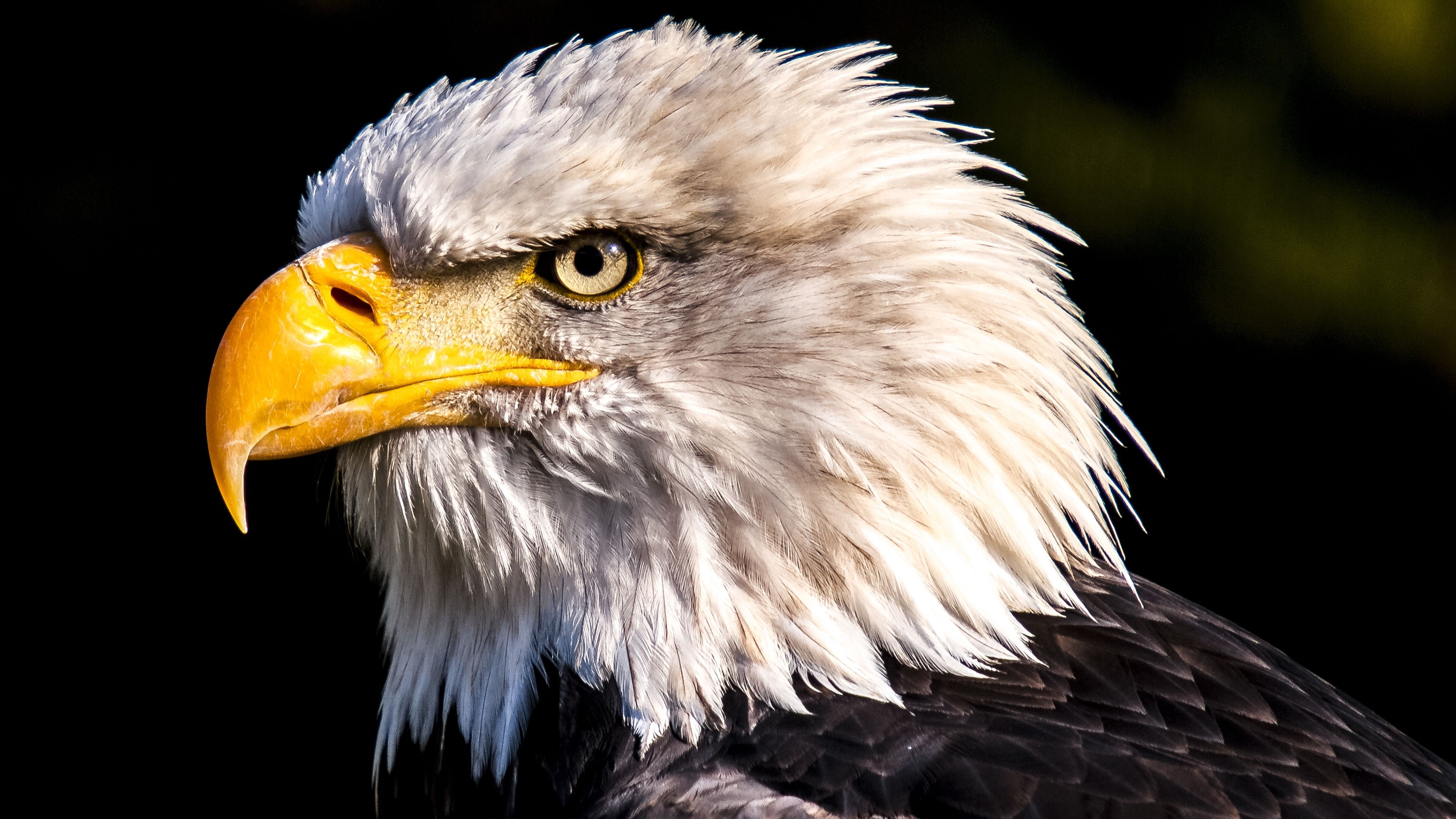 3840x2160 HD Eagle 4K Wallpaper Free HD Eagle 4K Background, Desktop