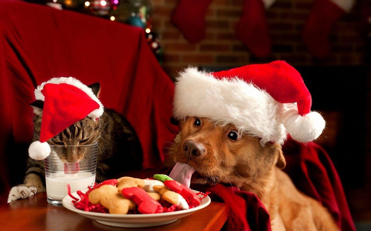 1280x800 Christmas Animals Wallpaper, Desktop