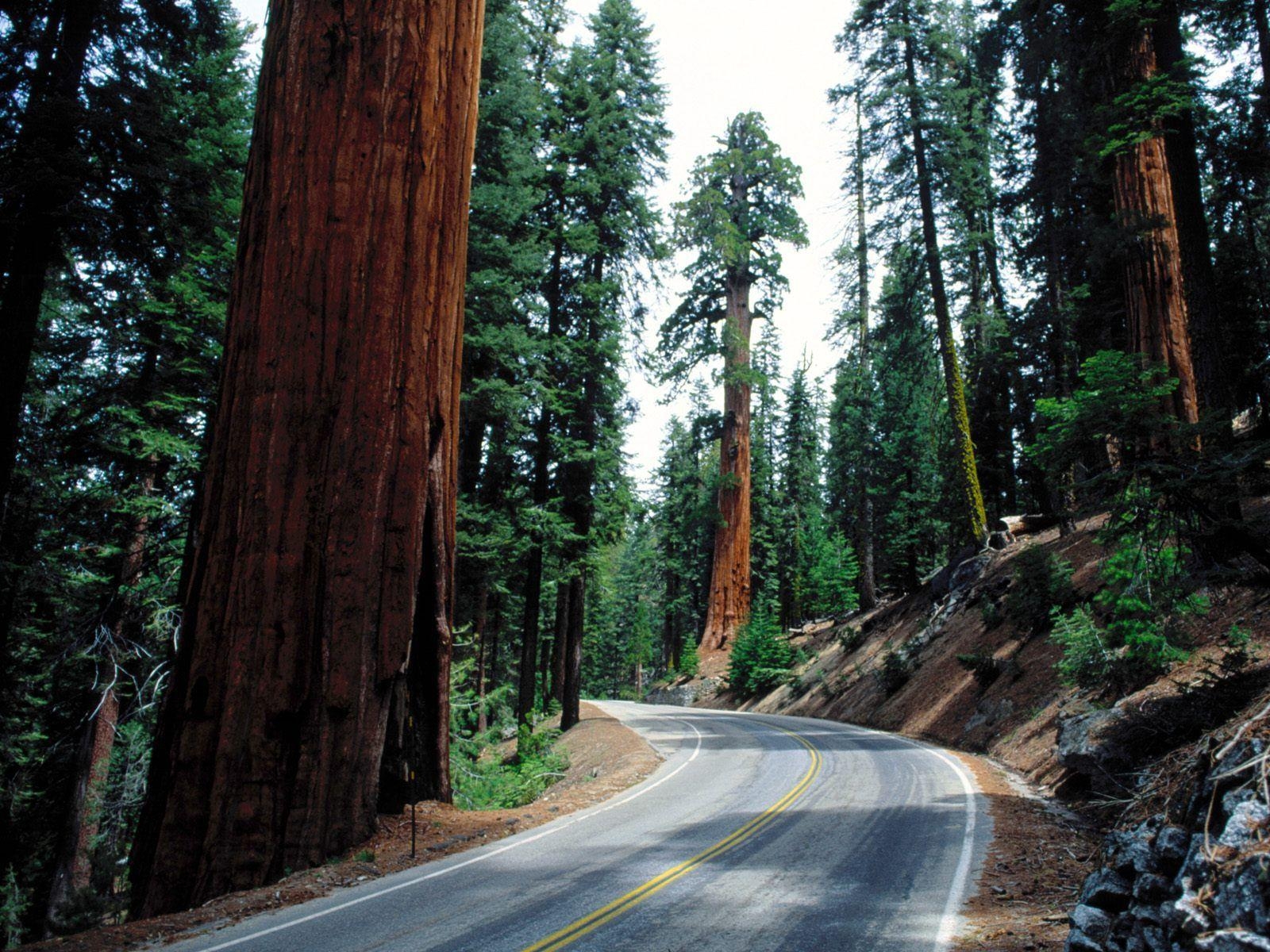 1600x1200 Best Nature Wallpaper: Redwood National Park, Nature, Desktop