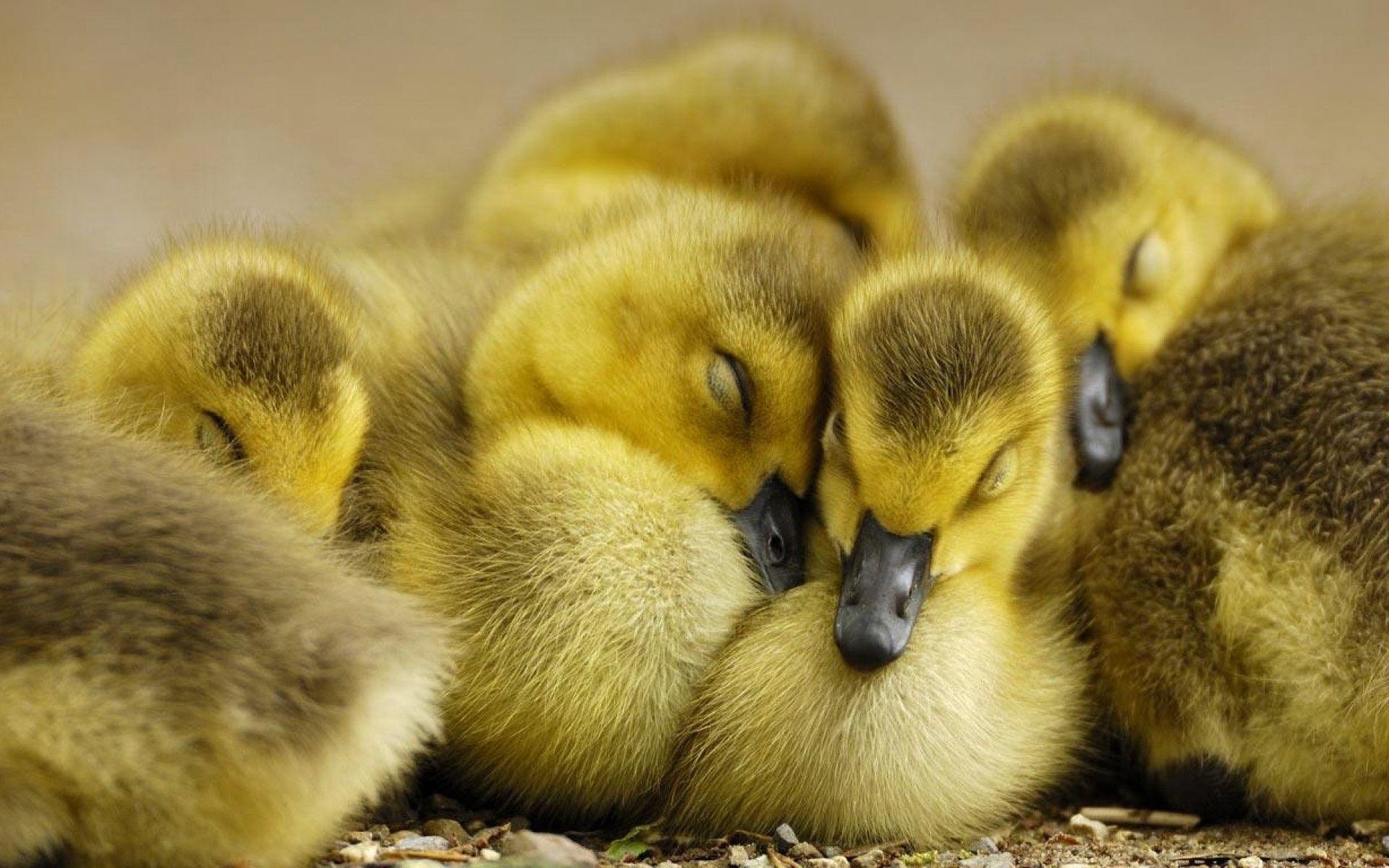 1920x1200 Cute Duck Wallpaper Free Cute Duck Background, Desktop