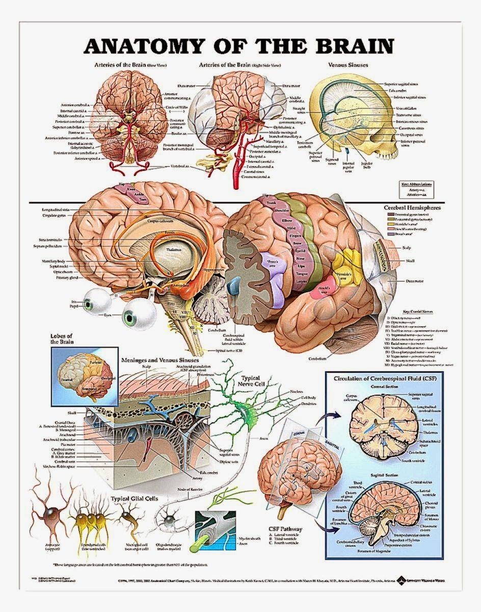 950x1200 Human Brain Anatomy. Wallpaper HD Quality, Phone