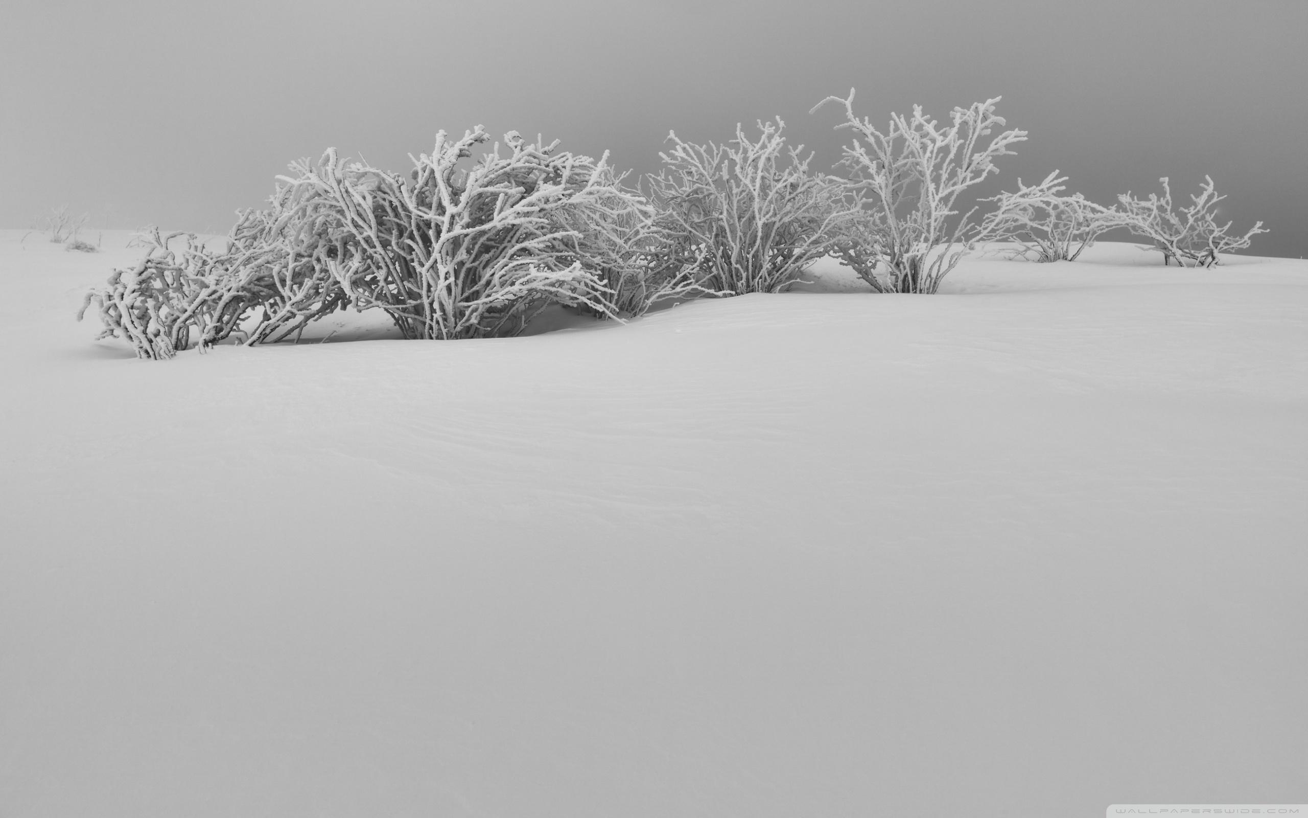 2560x1600 Winter White Snow Aesthetic Black and White ❤ 4K HD Desktop, Desktop