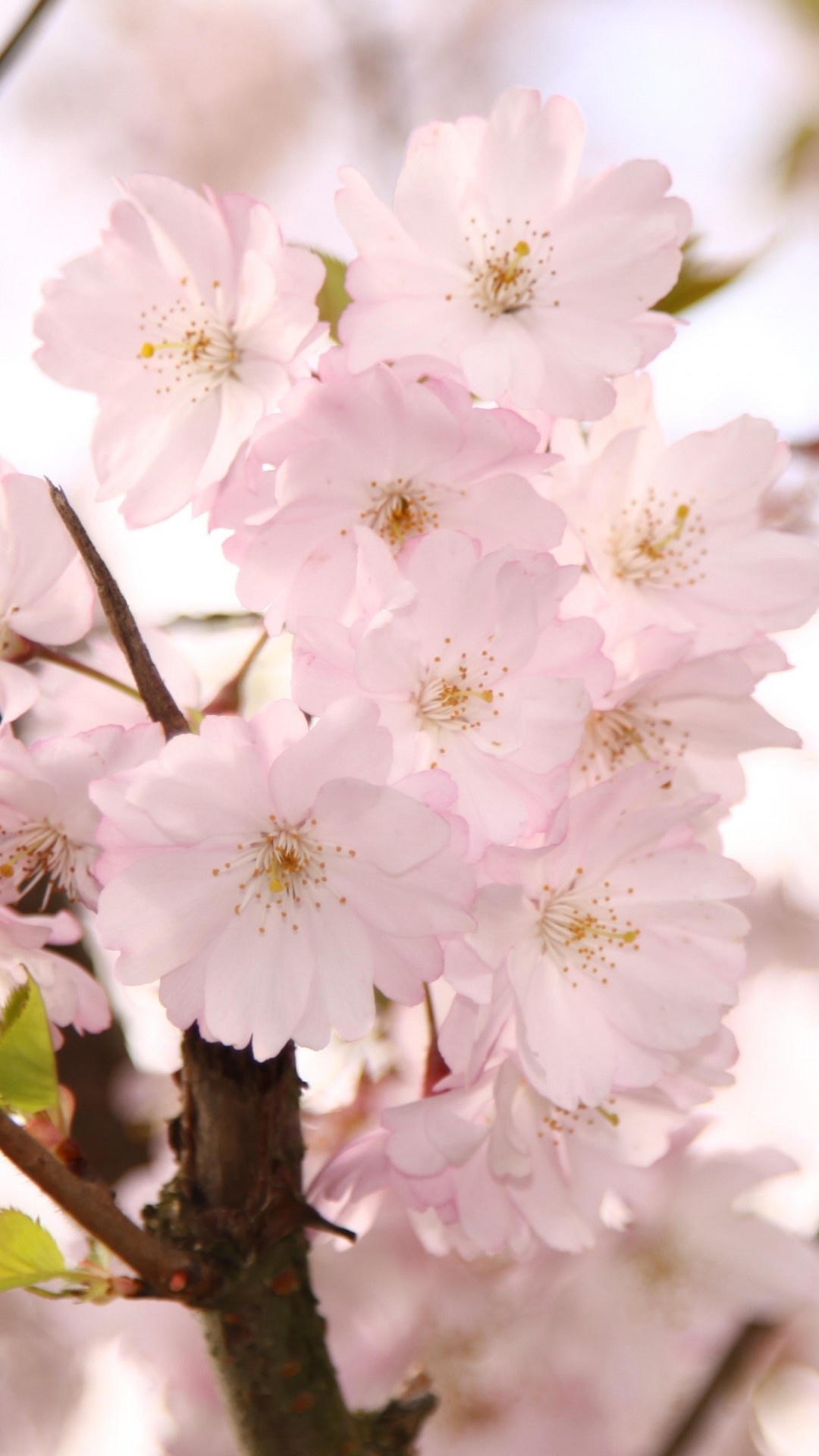 1080x1920 cherry blossom iphone wallpaper, flower, blossom, cherry blossom, branch, plant, Phone