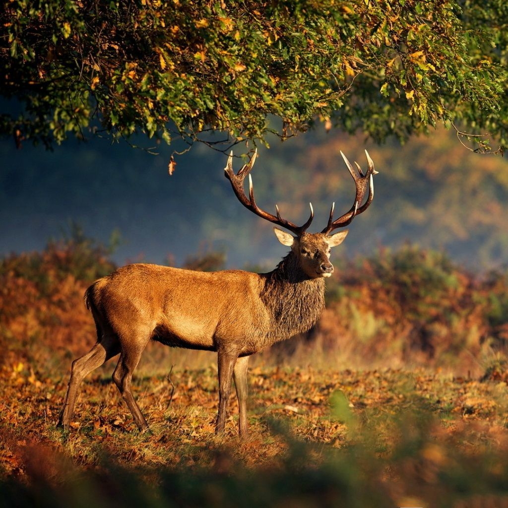 1030x1030 Big Deer Under Tree iPad Wallpaper Free Download, Phone