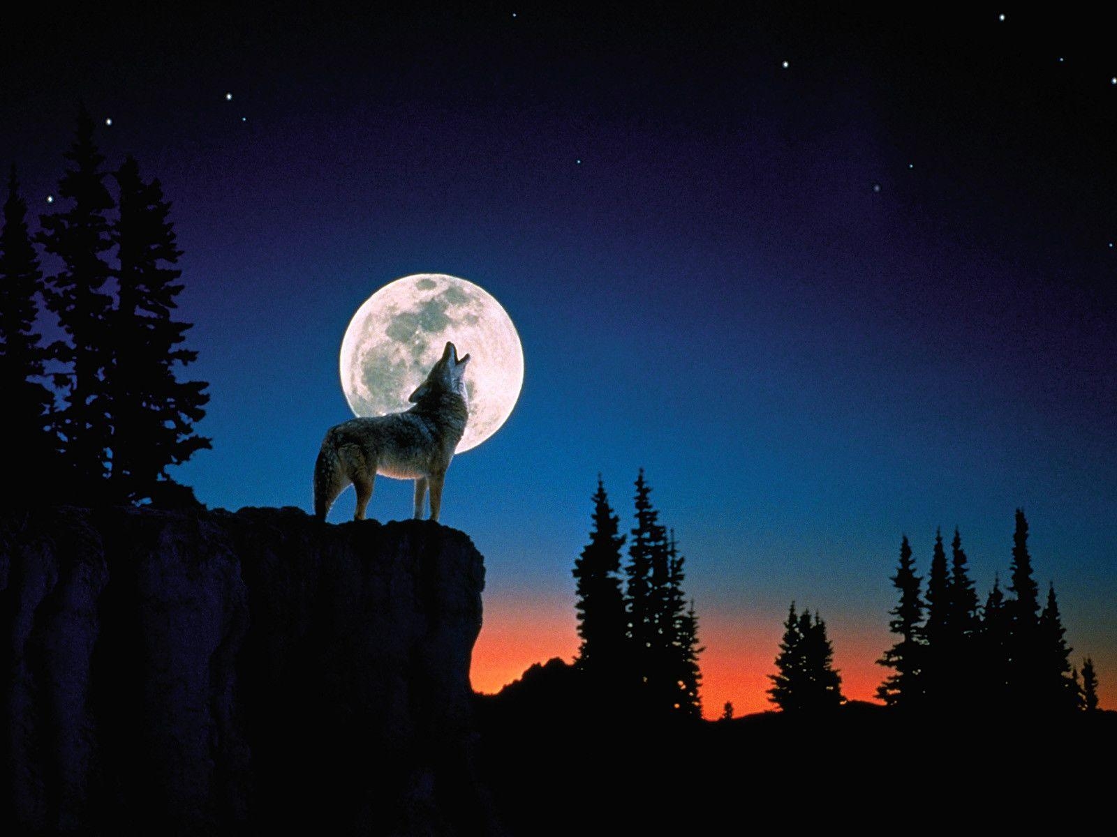 1600x1200 Wallpaper For > Wolf Howling At The Moon Wallpaper, Desktop