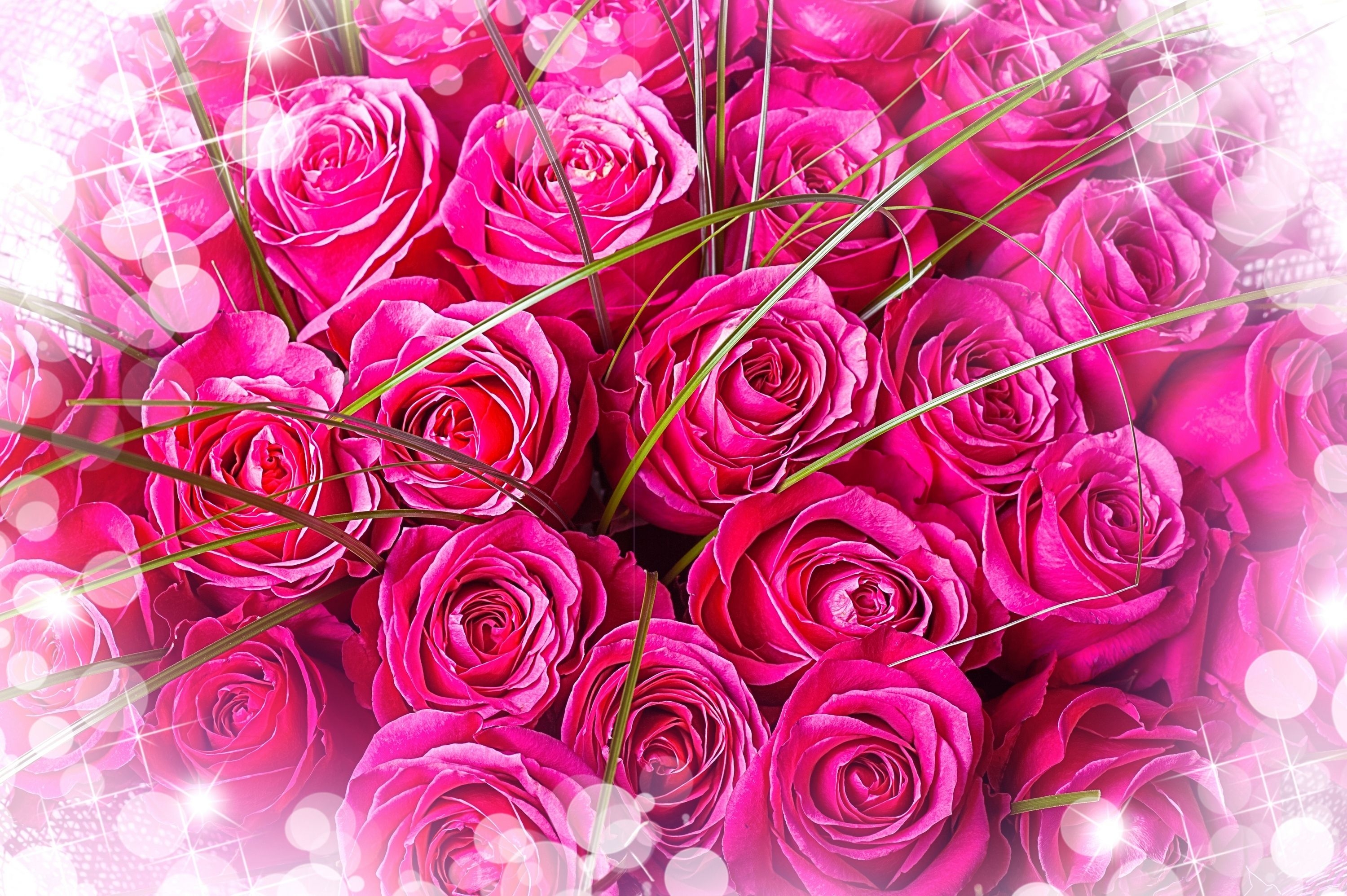 3000x2000 Wallpaper Pink Roses, Bouquet, Beautiful, HD, Flowers, Desktop