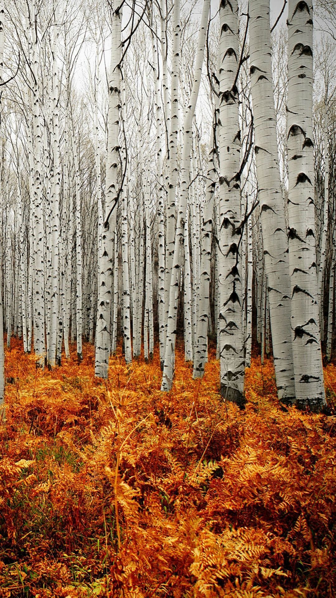 1080x1920 Free download Aspen Tree Wallpaper Aspen Trees In Fall T Psnsuorg [] for your Desktop, Mobile & Tablet. Explore Aspens Wallpaper. Aspens Wallpaper, Phone