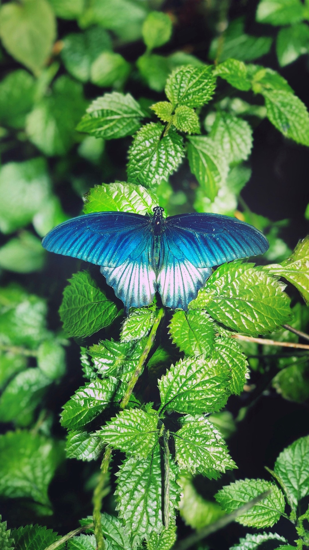 1080x1920 Green Leaves, Blue Butterfly 1242x2688 IPhone 11 Pro XS Max Wallpaper, Background, Picture, Image, Phone