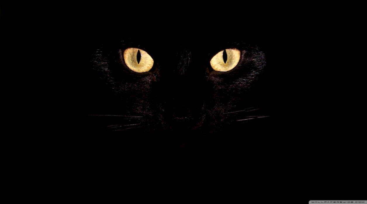 1260x700 Black Cat HD Wallpaper (image in Collection), Desktop