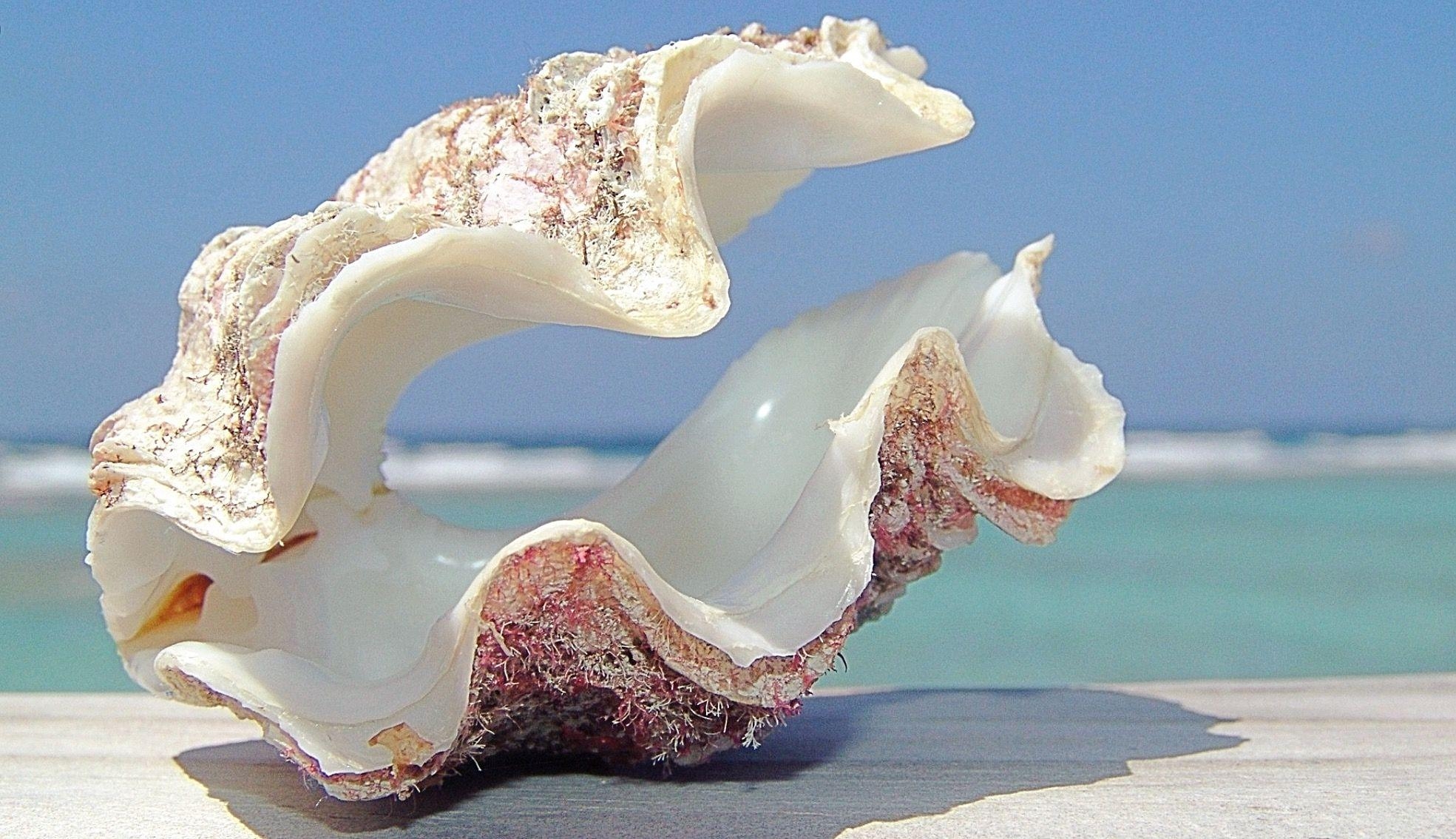 1970x1140 EH. Sea shells, Beach, Desktop