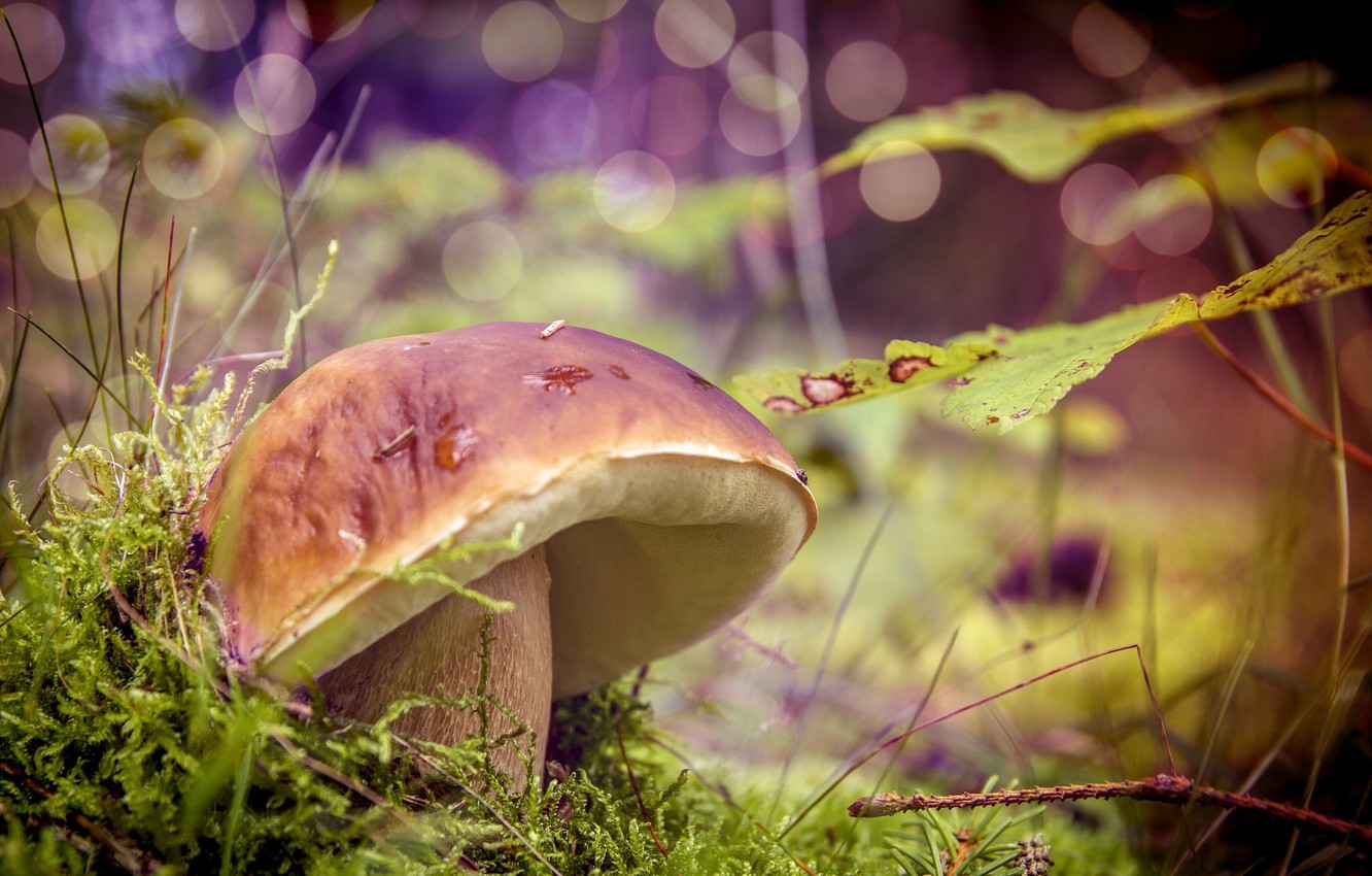 1340x850 Wallpaper nature, mushroom, Forest, weed image for desktop, section природа, Desktop