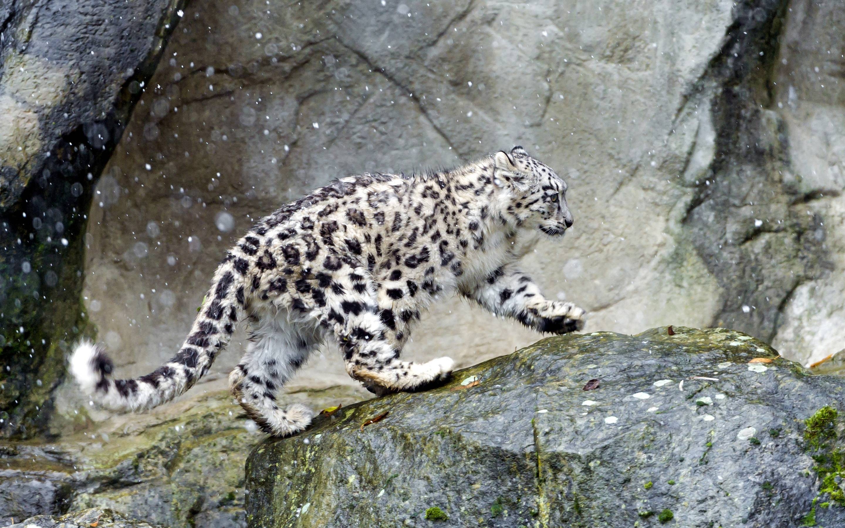 2880x1800 Snow Leopard Wallpaper. Snow Leopard Background, Desktop