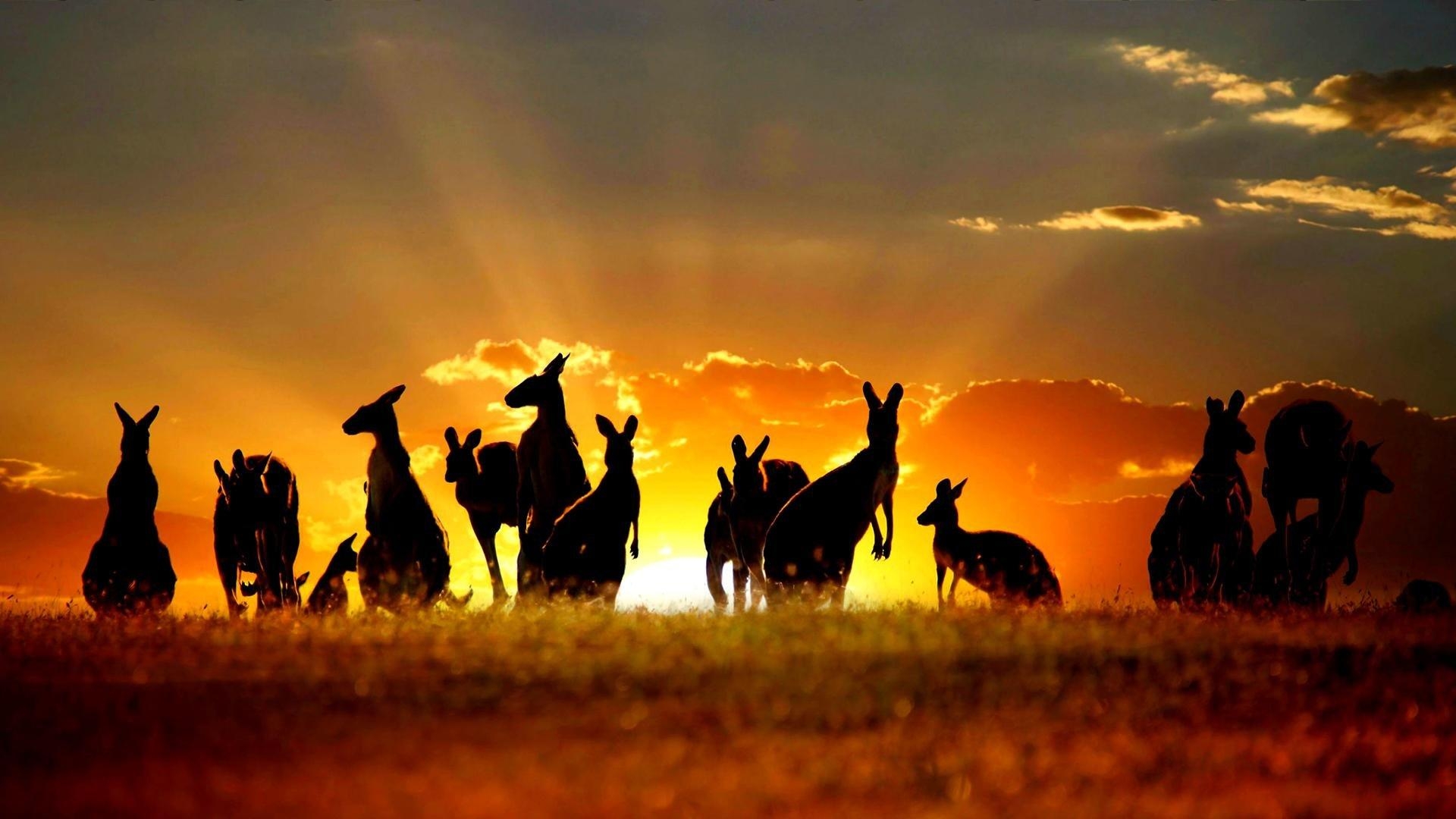 1920x1080 Kangaroo wallpaper  Full HD (1080p) desktop background, Desktop