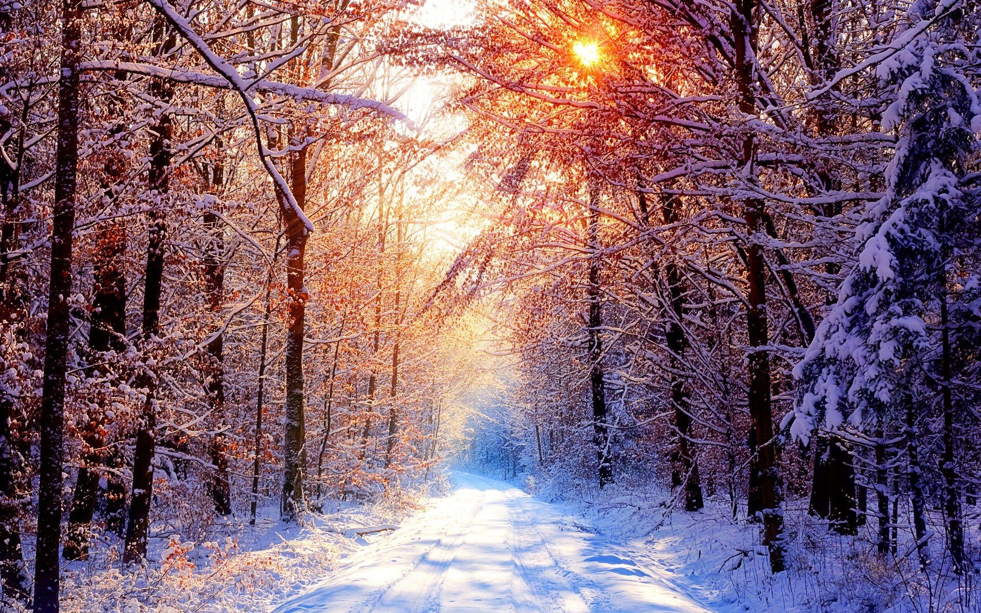 1920x1200 Beautiful golden road forest sunlight winter background snow wallpaper illuminated trees through snowy sur. Winter facebook covers, Winter wallpaper, Winter trees, Desktop