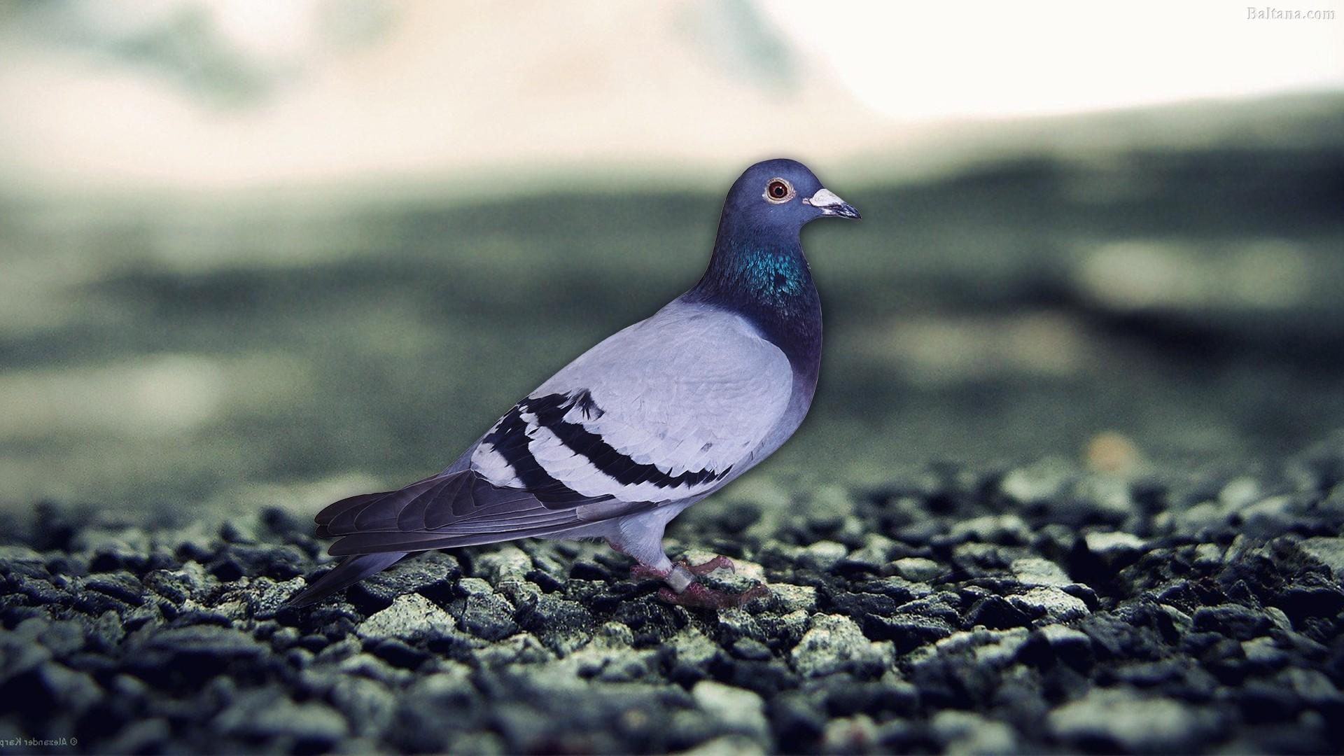 1920x1080 Pigeon Wallpaper HD Background, Image, Pics, Photo Free Download, Desktop