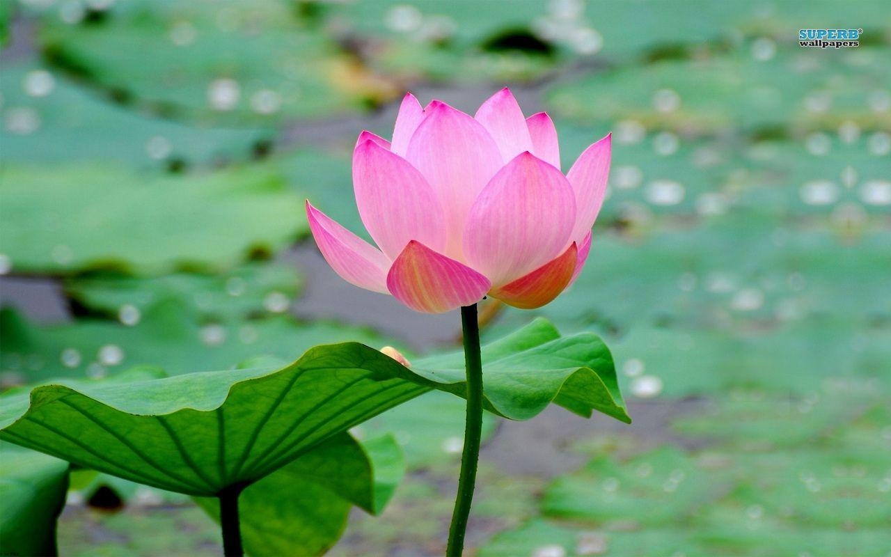 1280x800 Wallpaper For > Lotus Flower Wallpaper Free Download, Desktop