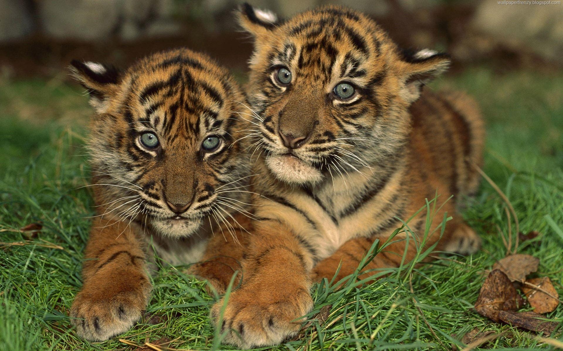 1920x1200 Amazing Wildlife Wallpaper, Desktop